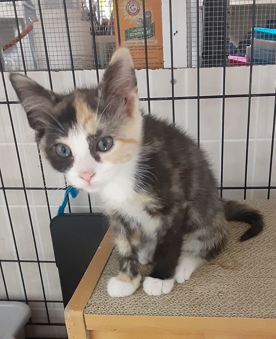 Enlarge Tippy, a Adopted Tortoiseshell in Buena Vista, VA image 1/4