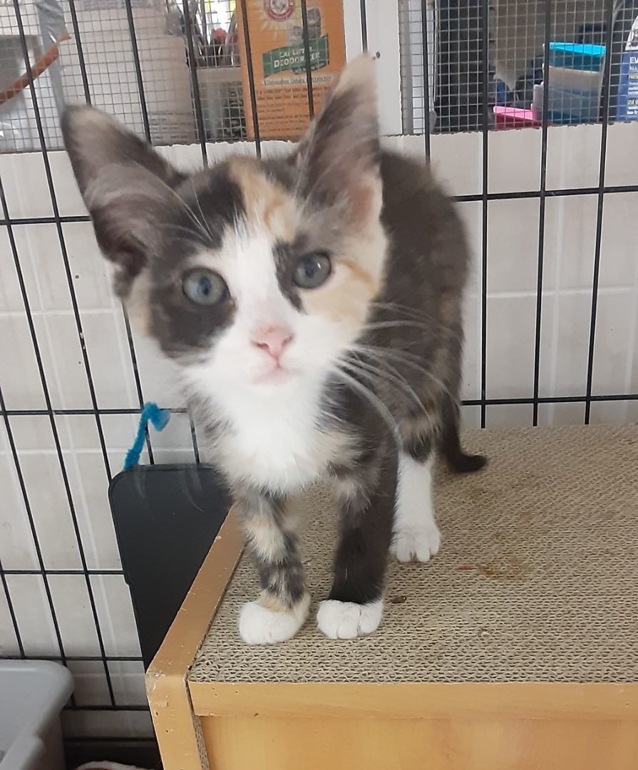 Enlarge Tippy, a Adopted Tortoiseshell in Buena Vista, VA image 2/4