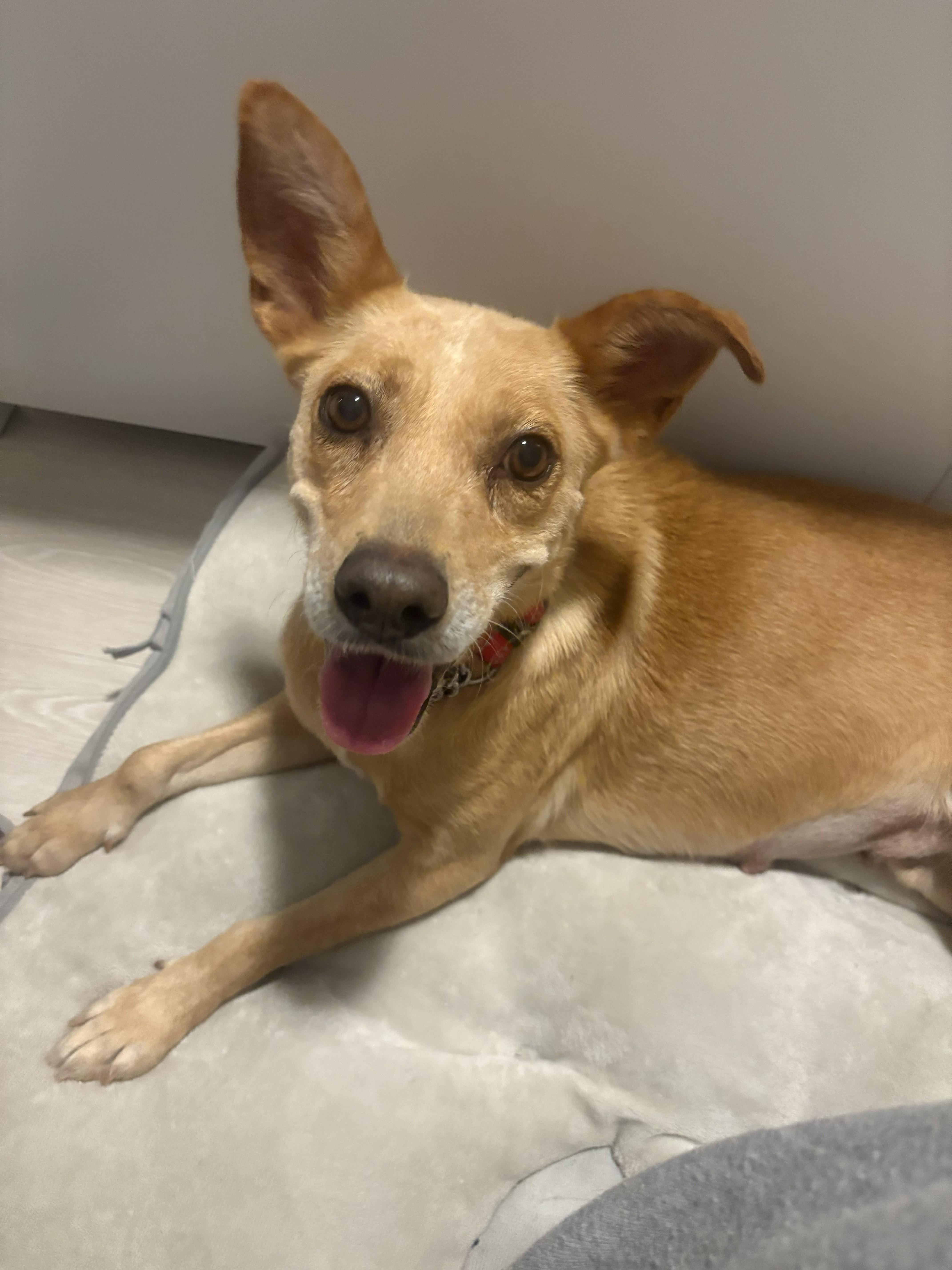 Enlarge Calli, a Adoptable mixed breed in Wilmington, NC image 1/1