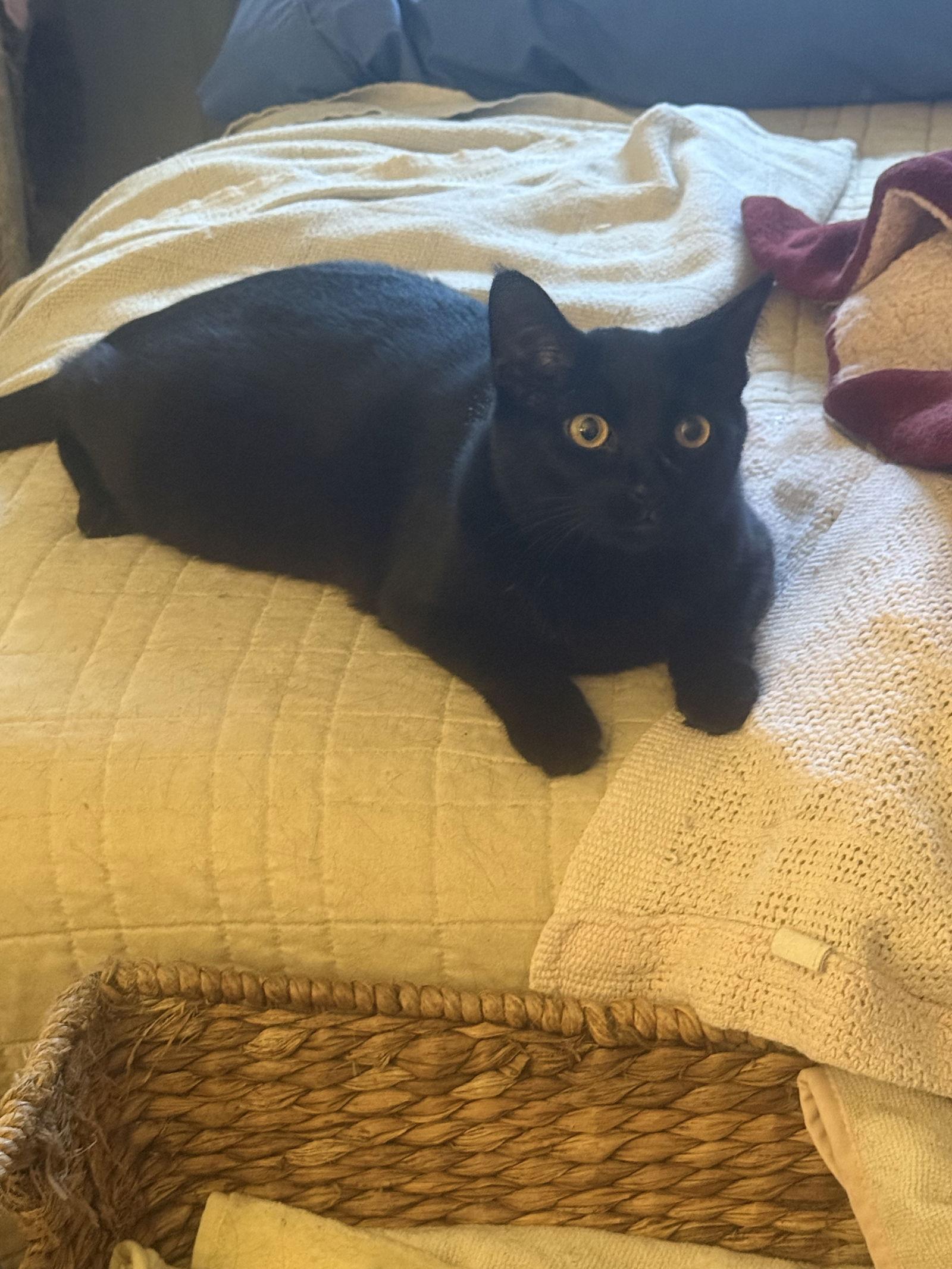 Midnight, Adoptable, Young Female Domestic Short Hair.