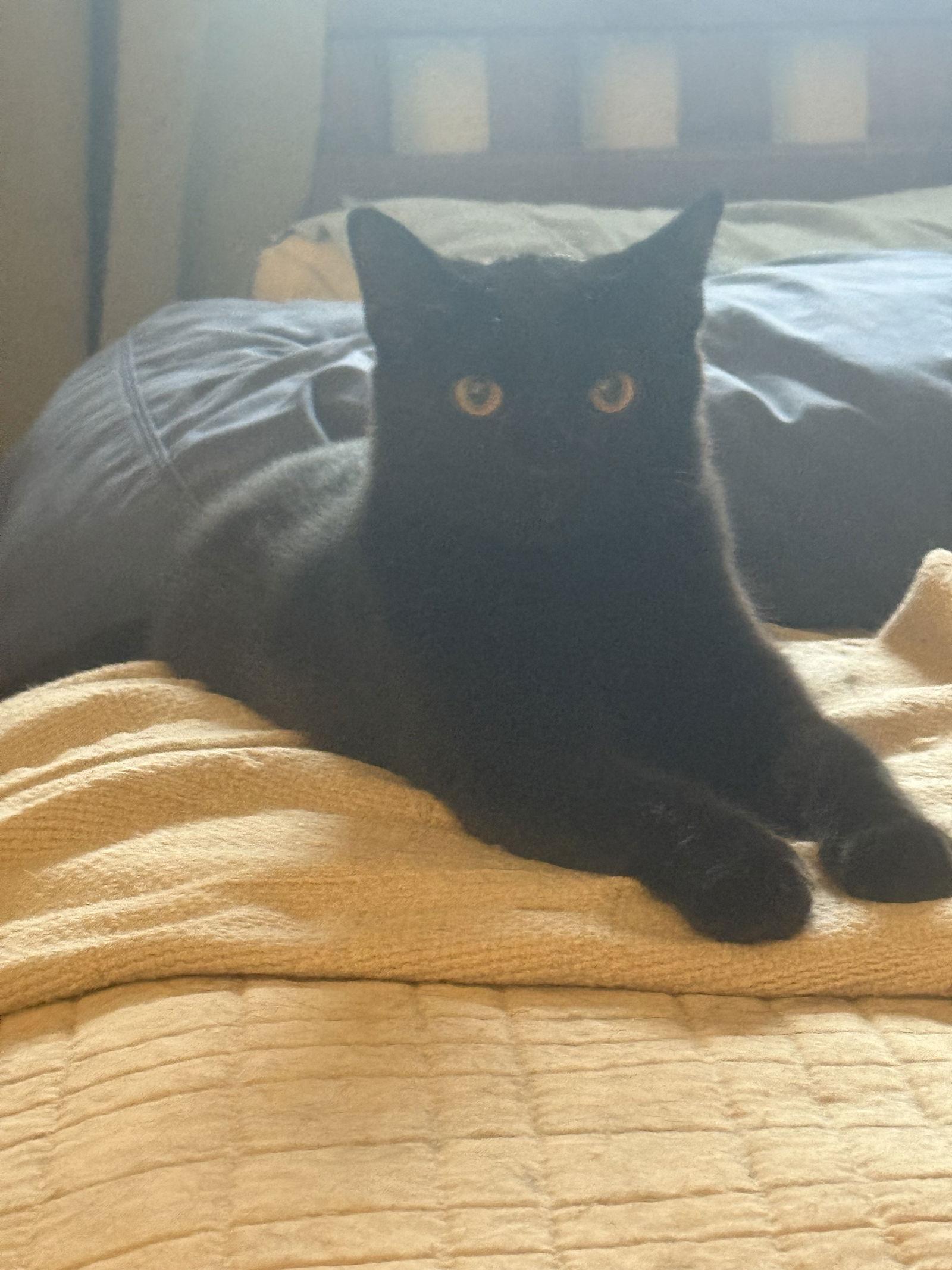 Midnight, a Adoptable Domestic Short Hair in Irving, TX image 2/2