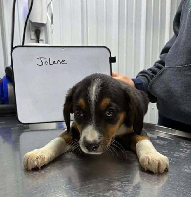 Jolene, ADOPTABLE, Young Female Beagle & Australian Shepherd.