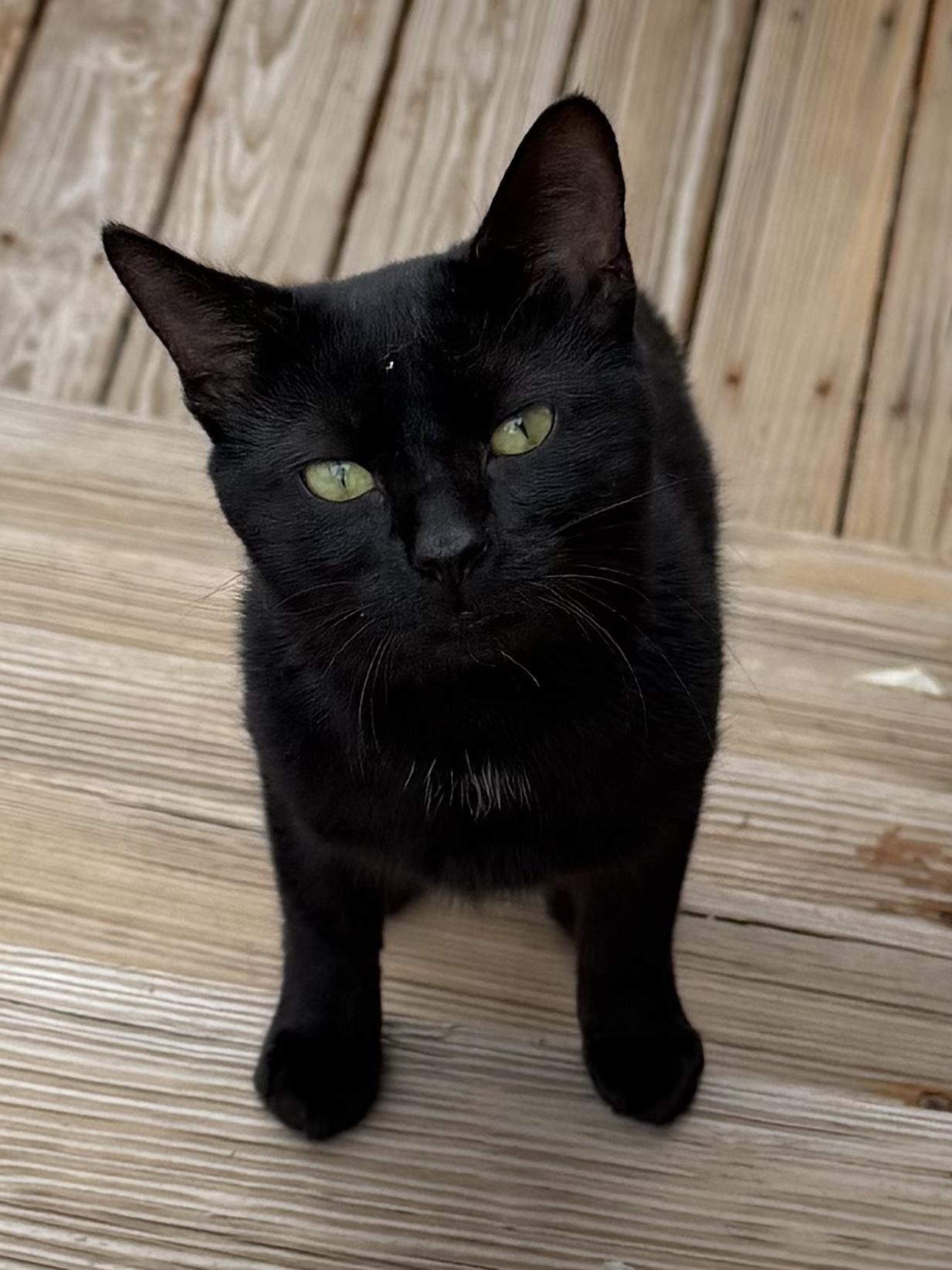 Enlarge Panther, a Adopted Domestic Short Hair in Chicago, IL image 1/6