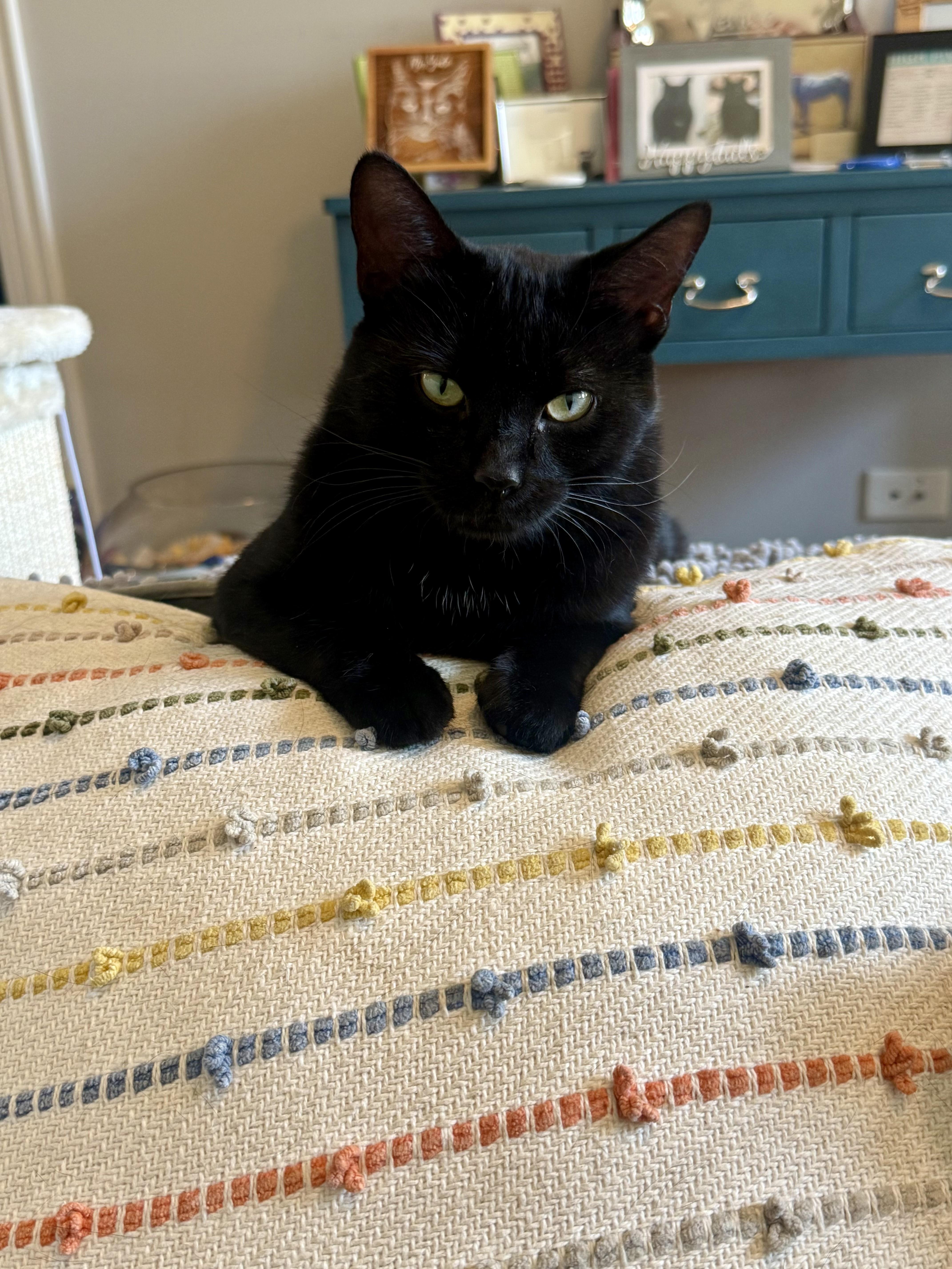 Enlarge Panther, a Adopted Domestic Short Hair in Chicago, IL image 5/6