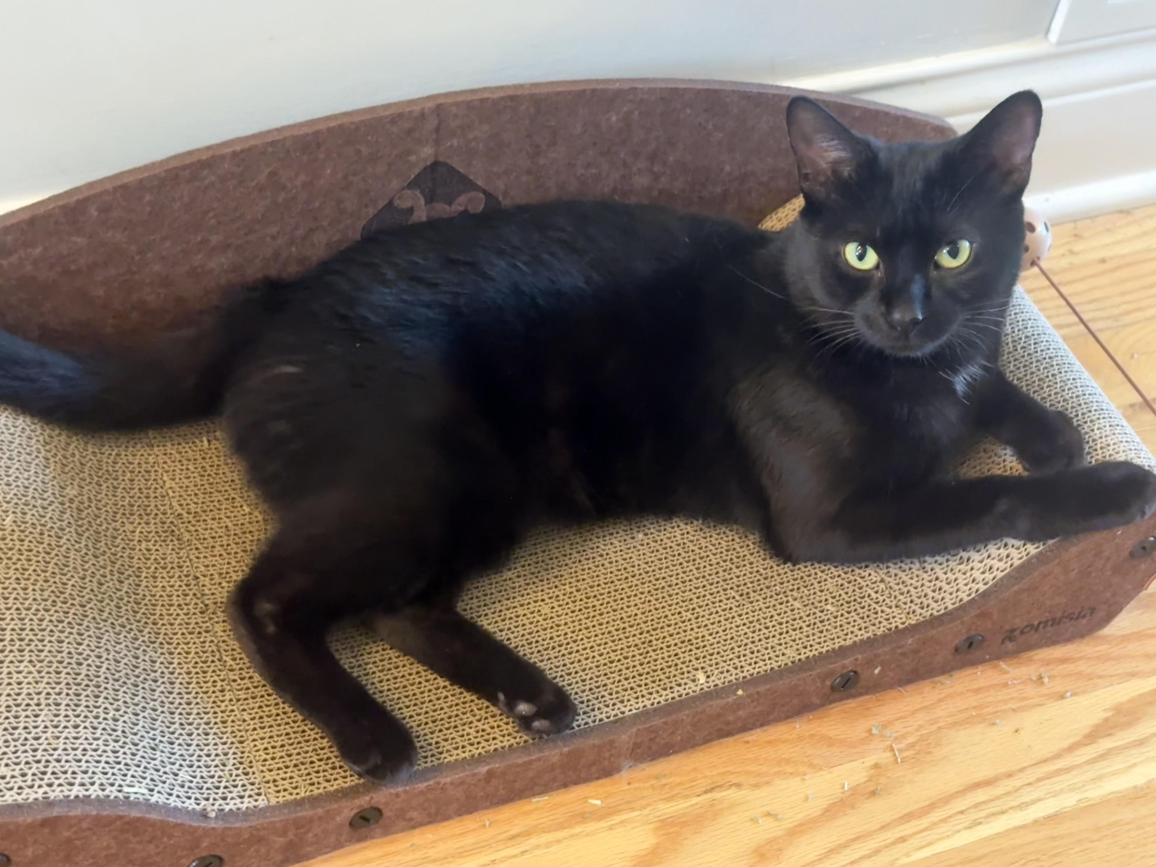 Enlarge Panther, a Adopted Domestic Short Hair in Chicago, IL image 4/6