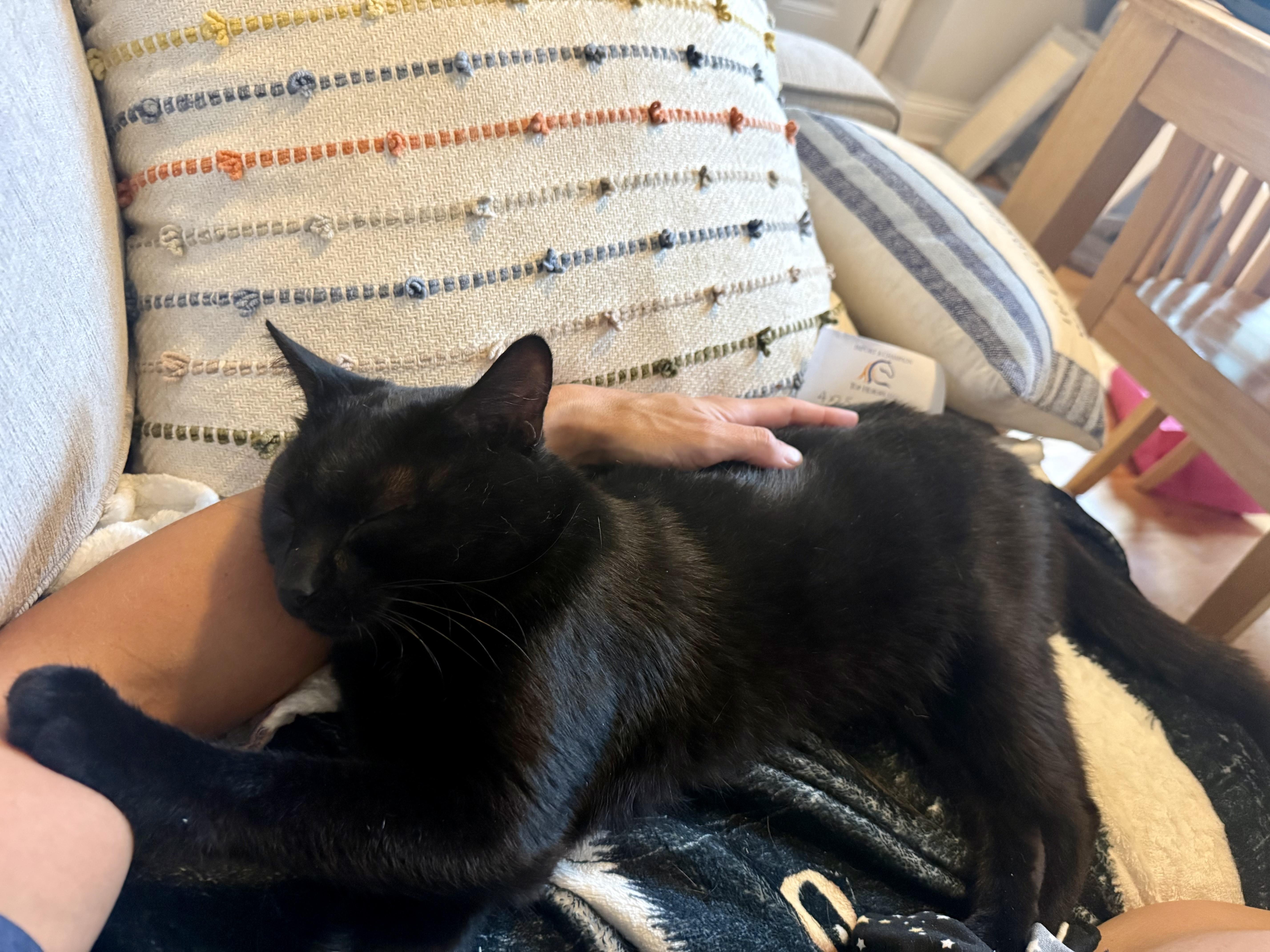 Enlarge Panther, a Adopted Domestic Short Hair in Chicago, IL image 3/6