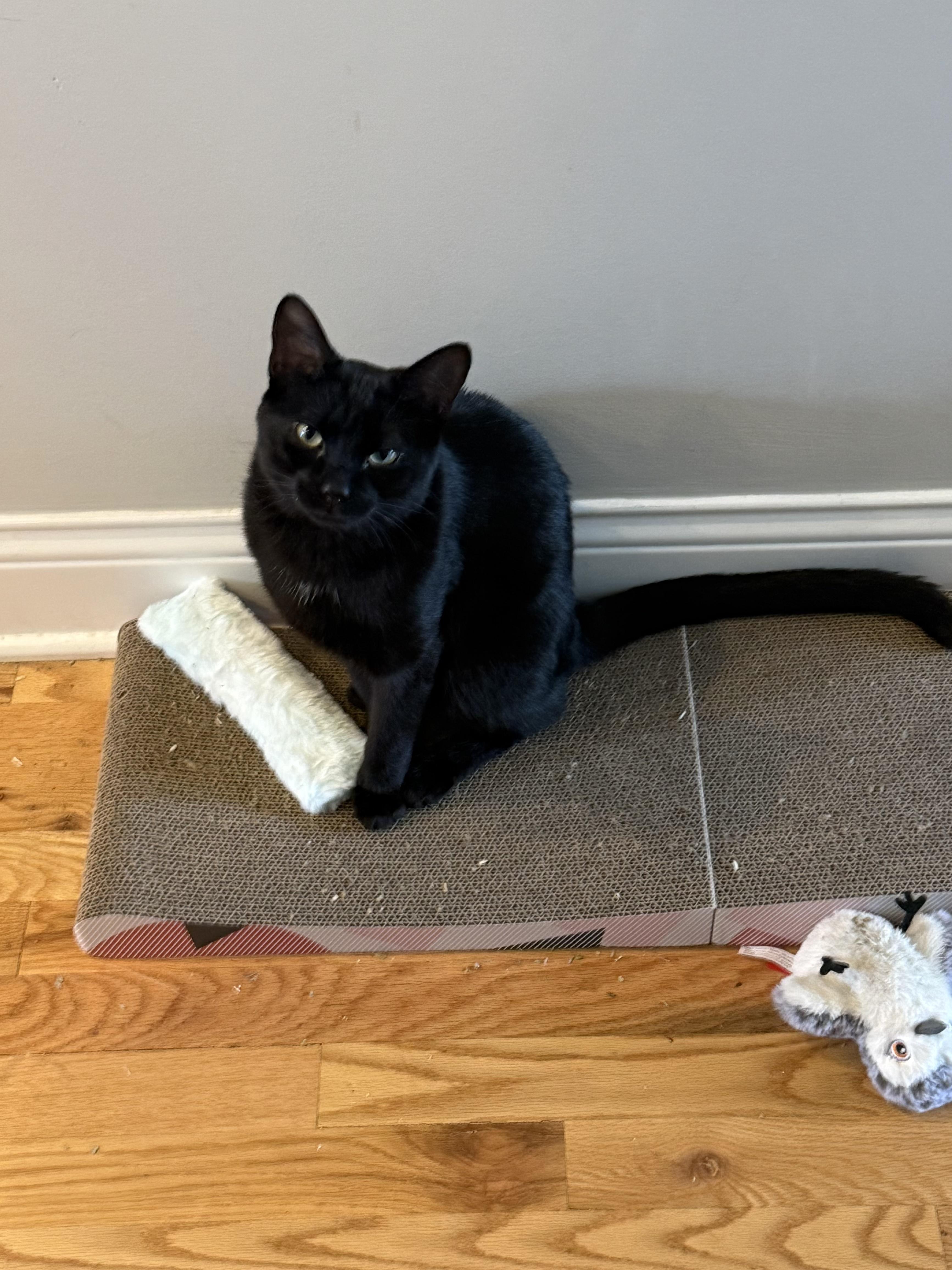 Enlarge Panther, a Adopted Domestic Short Hair in Chicago, IL image 2/6