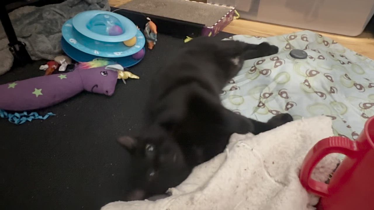 Enlarge Panther, a Adopted Domestic Short Hair in Chicago, IL video 6/6