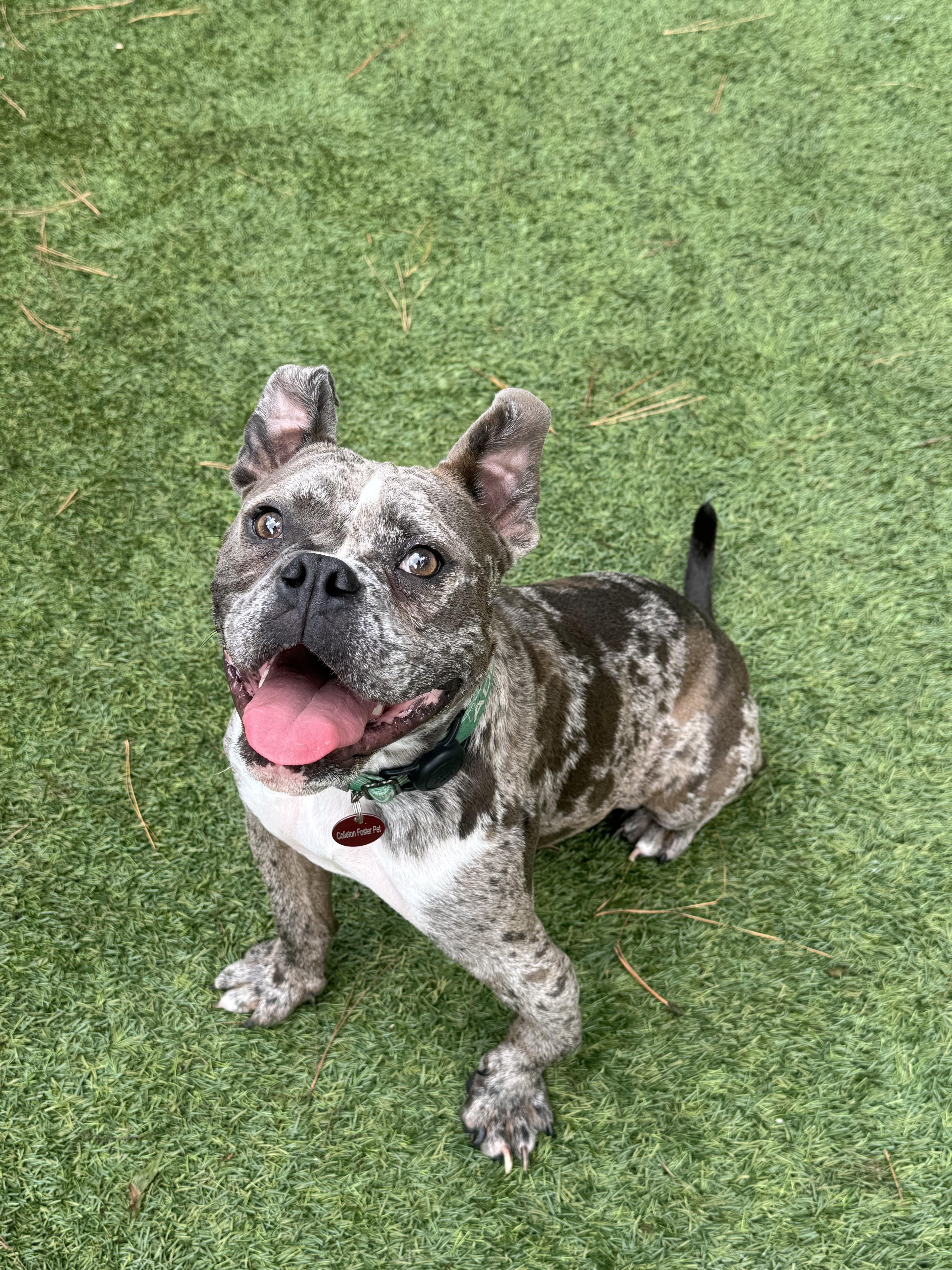 Enlarge Tonka, a Adoptable mixed breed in Charleston, SC image 1/6