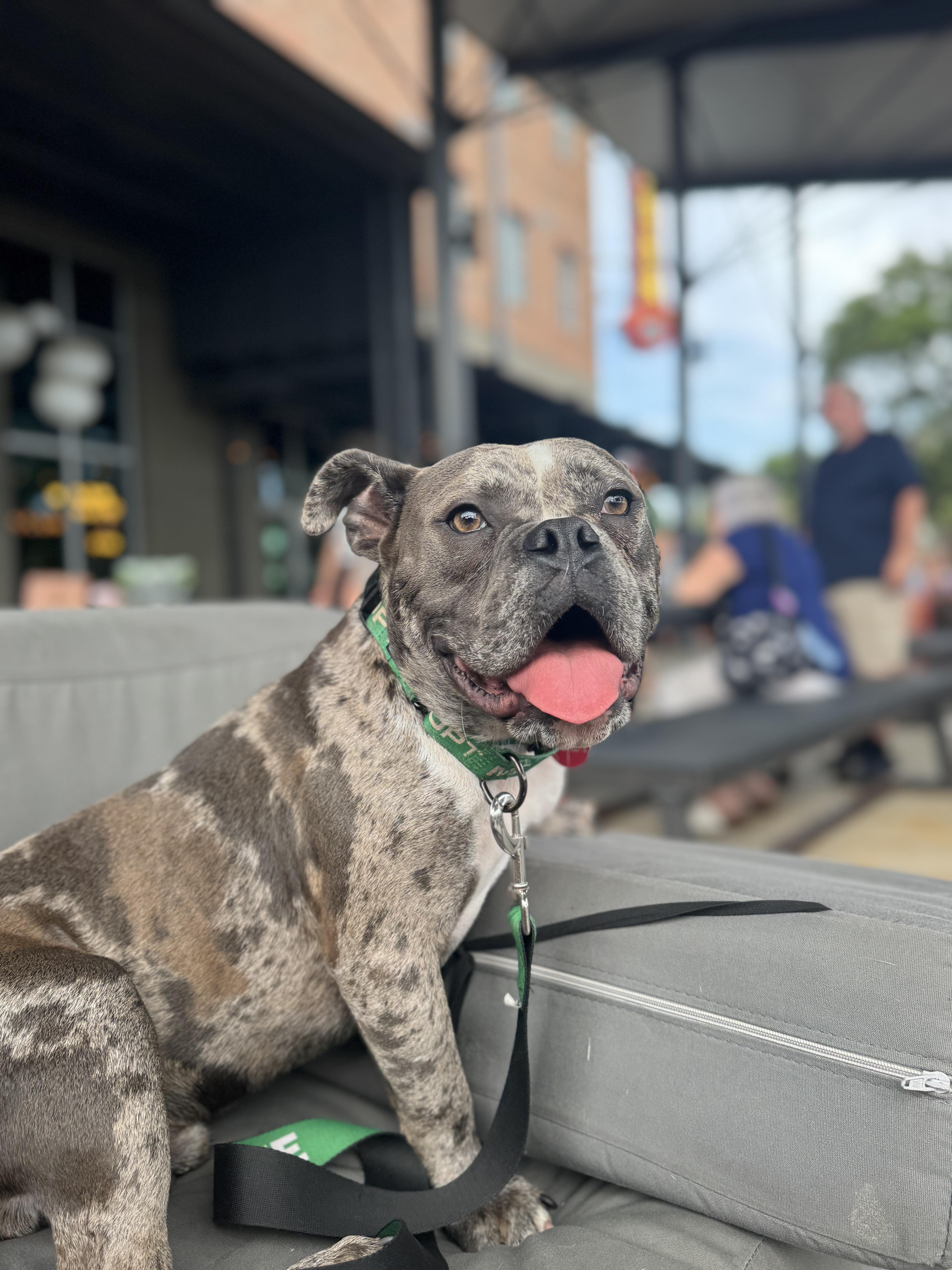 Enlarge Tonka, a Adoptable mixed breed in Charleston, SC image 3/6