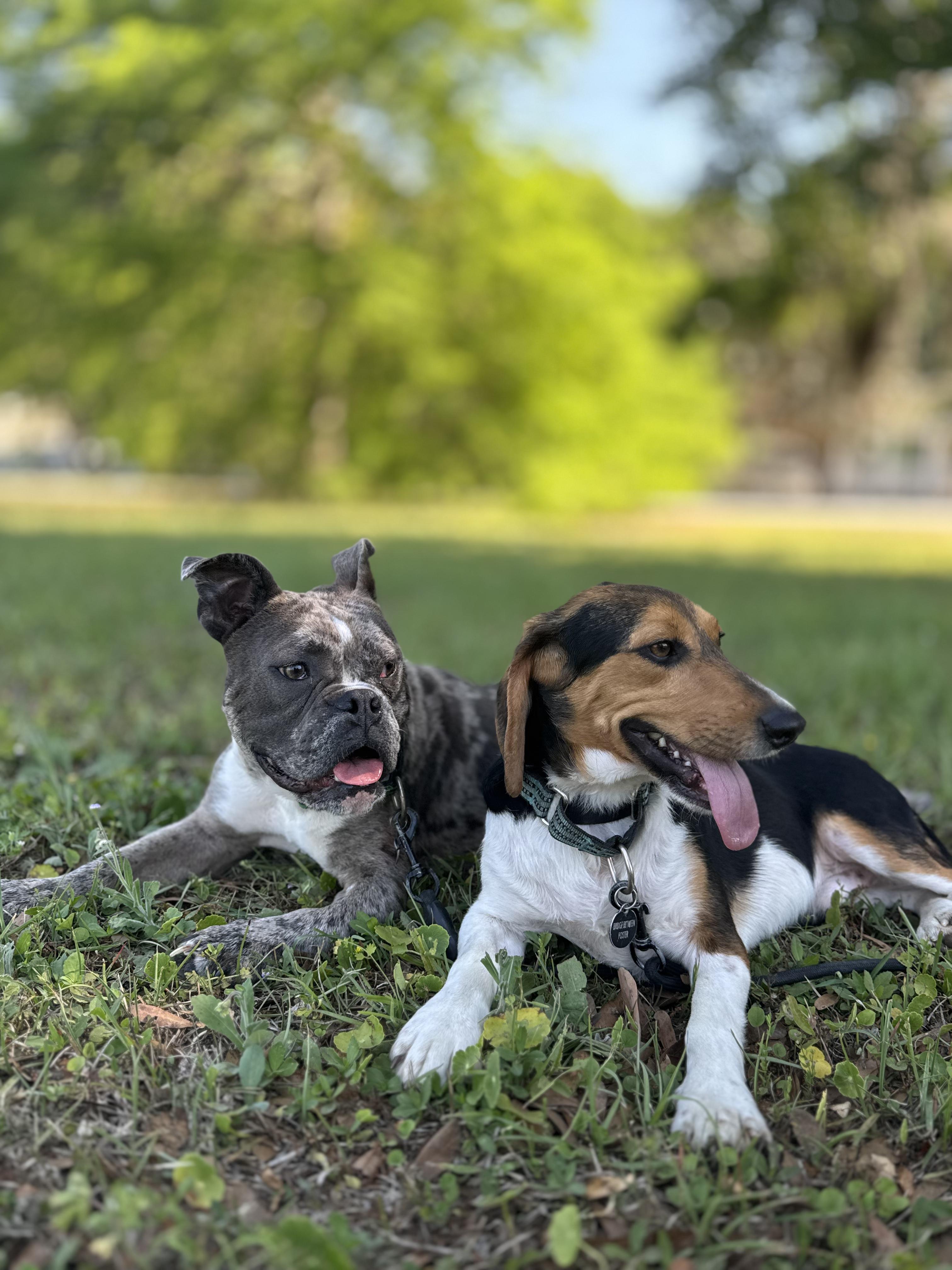 Enlarge Tonka, a Adoptable mixed breed in Charleston, SC image 2/6