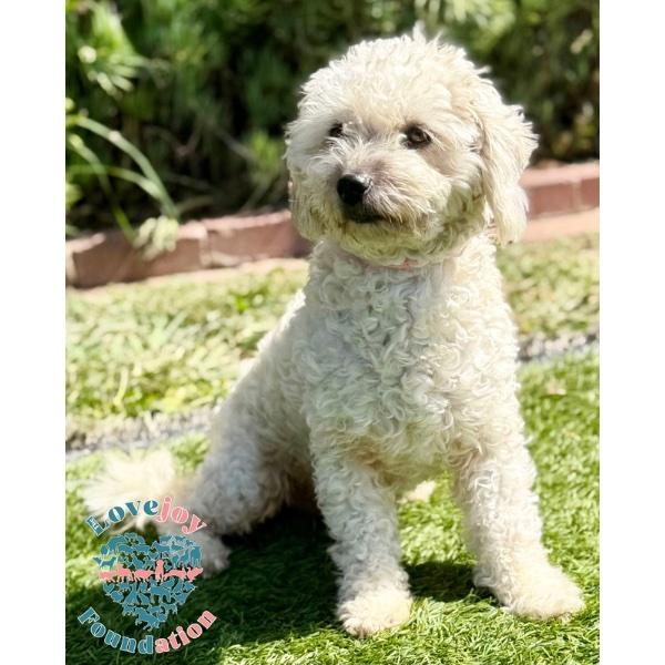 Whitney COH, an adopted mixed breed in Inglewood, CA image 2/2