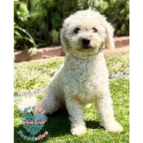 Whitney COH, adopted, Young Female Miniature Poodle.