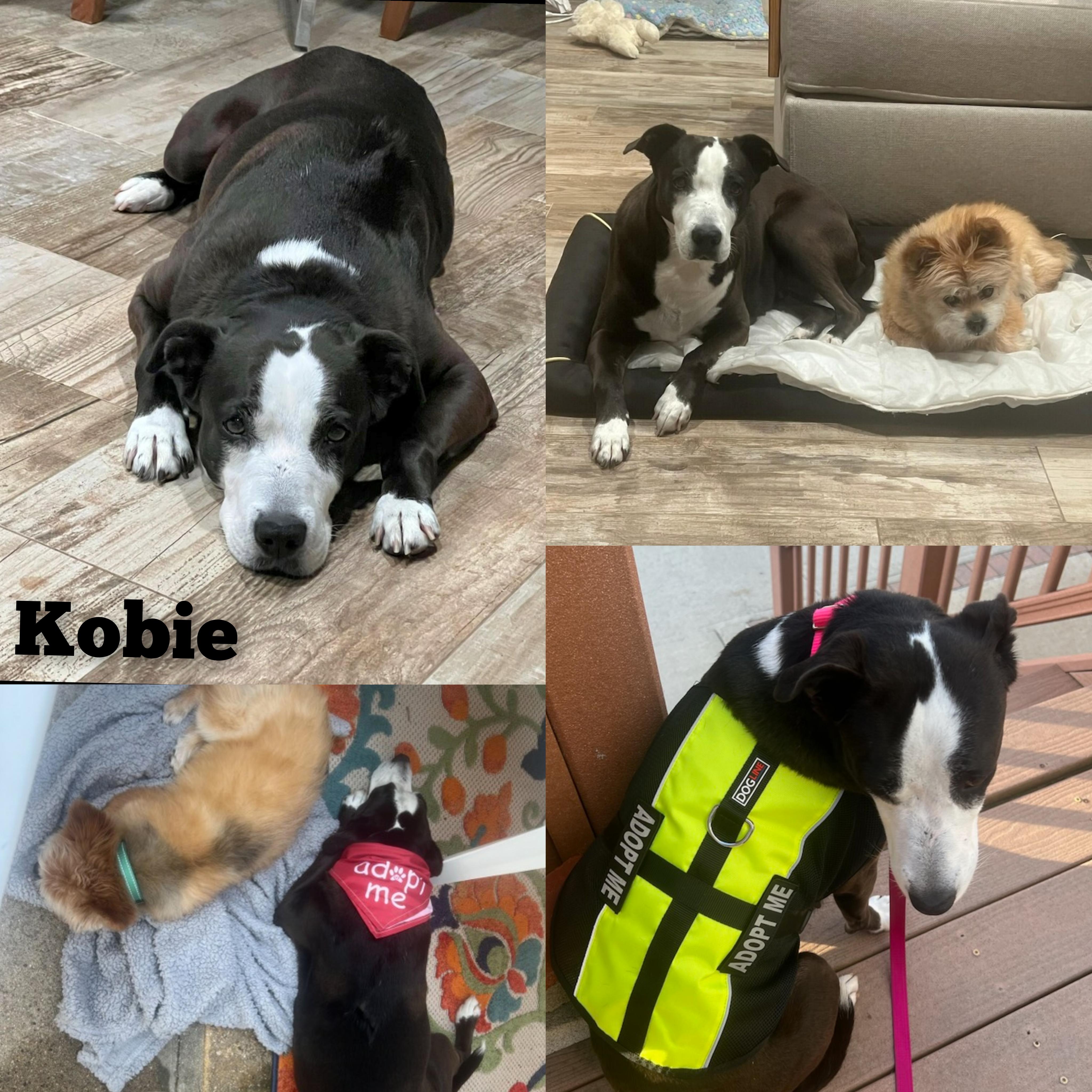 Enlarge Kobie, a Adopted Pointer in Bayside, NY image 1/2