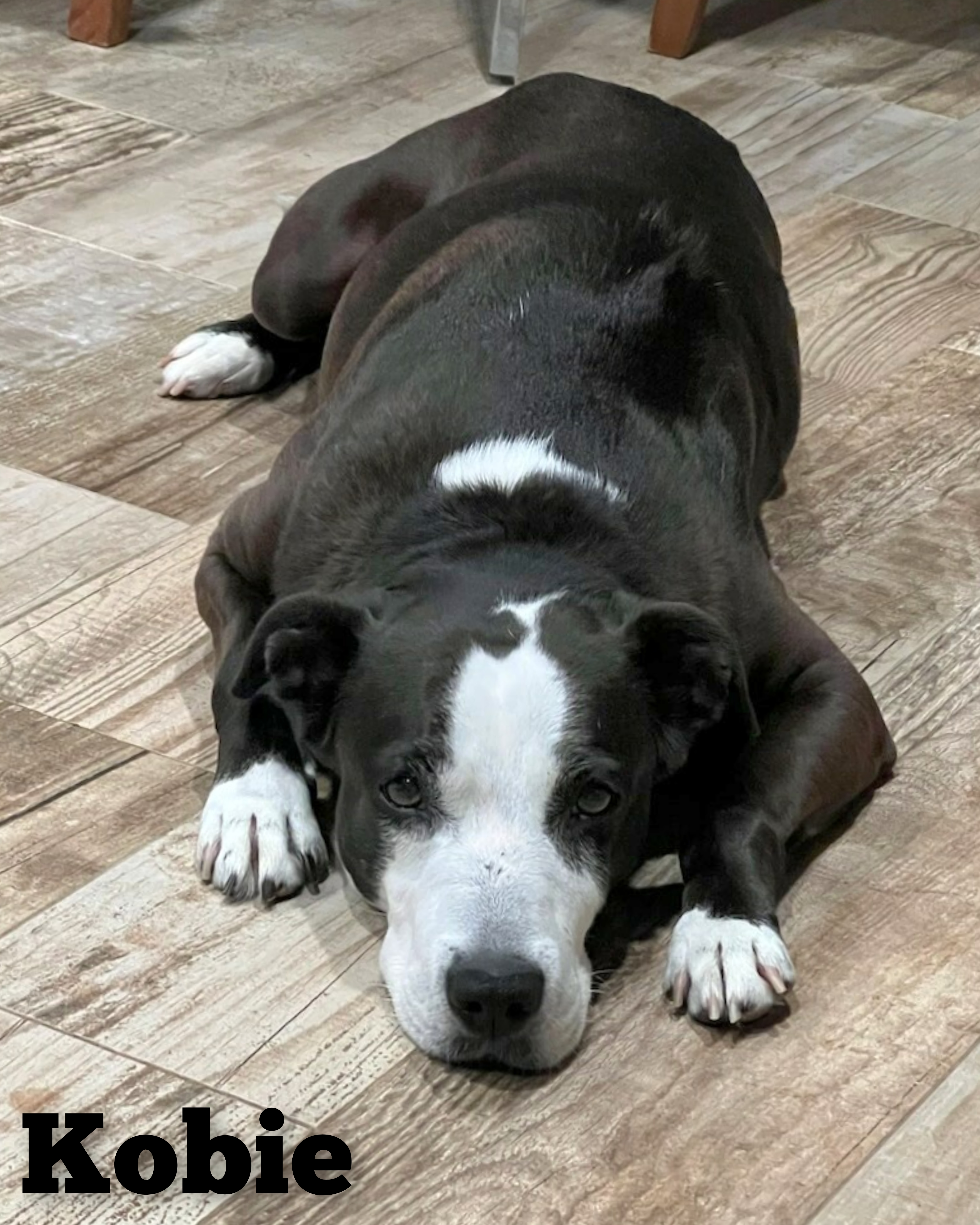 Enlarge Kobie, a Adopted Pointer in Bayside, NY image 2/2