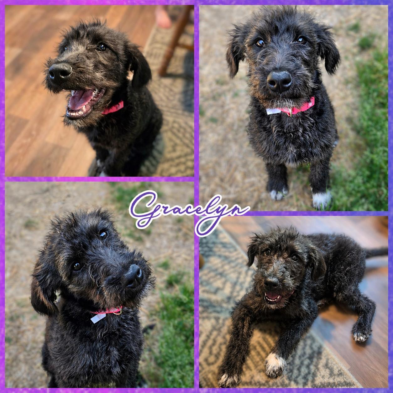 Gracelyn, adopted, Puppy Female Labradoodle.