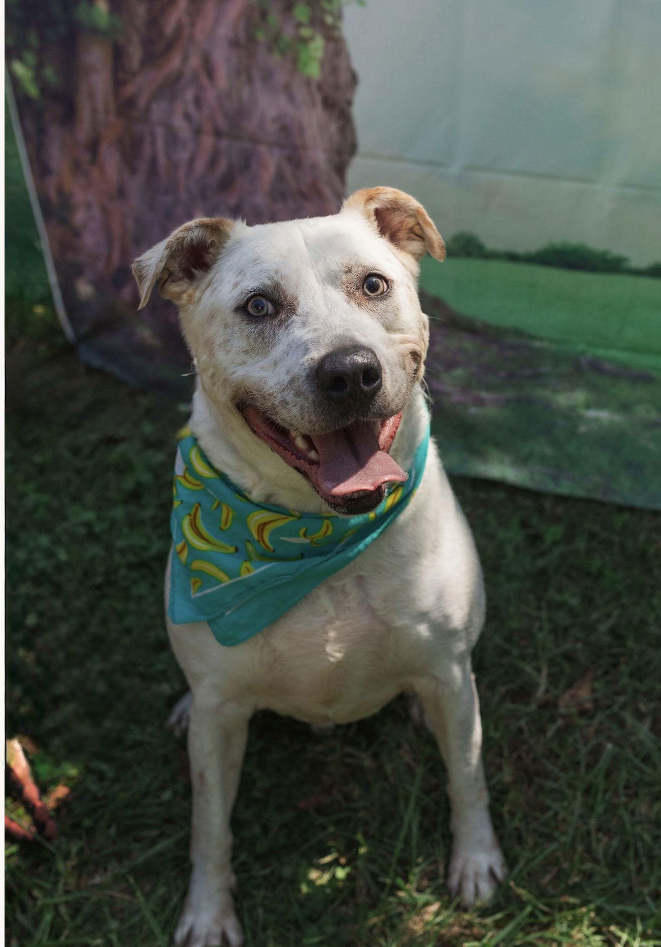 Enlarge Sinatra, a Adoptable American Bulldog in Mooresville, NC image 1/5
