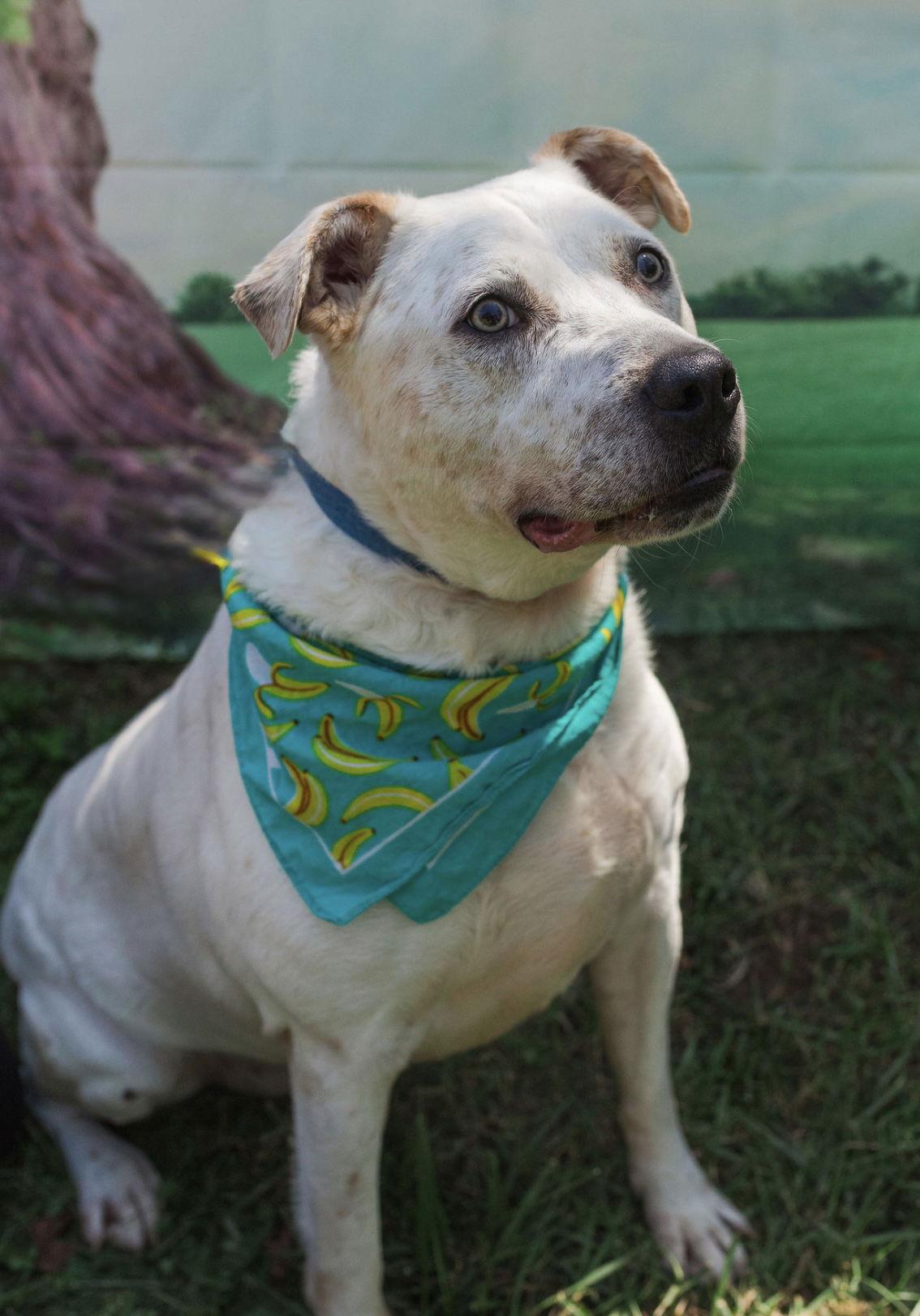 Sinatra, Adoptable, Young Male American Bulldog.