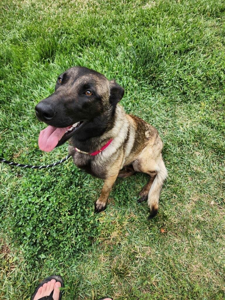 Lovey, a Adoptable Belgian Shepherd / Sheepdog in Claremont, CA image 1/6
