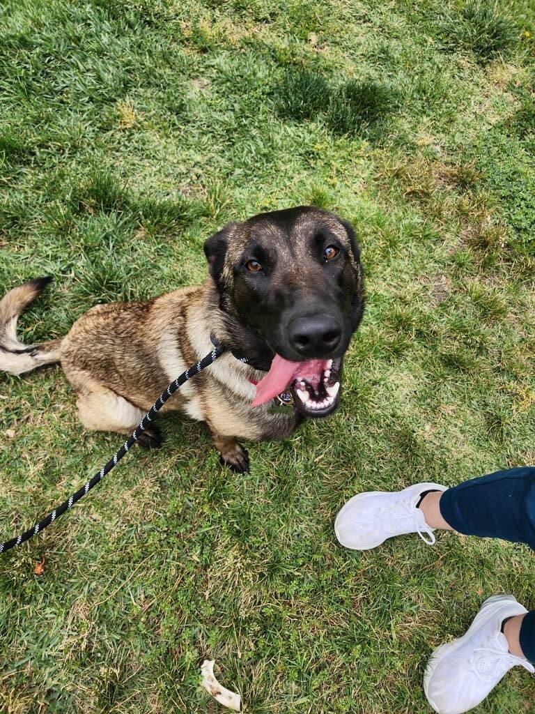 Lovey, a Adoptable Belgian Shepherd / Sheepdog in Claremont, CA image 2/6