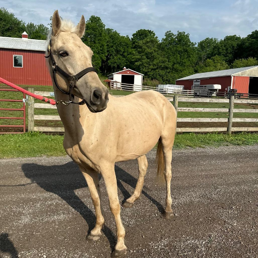 Pom Pom, Adoptable, Adult Female Grade.