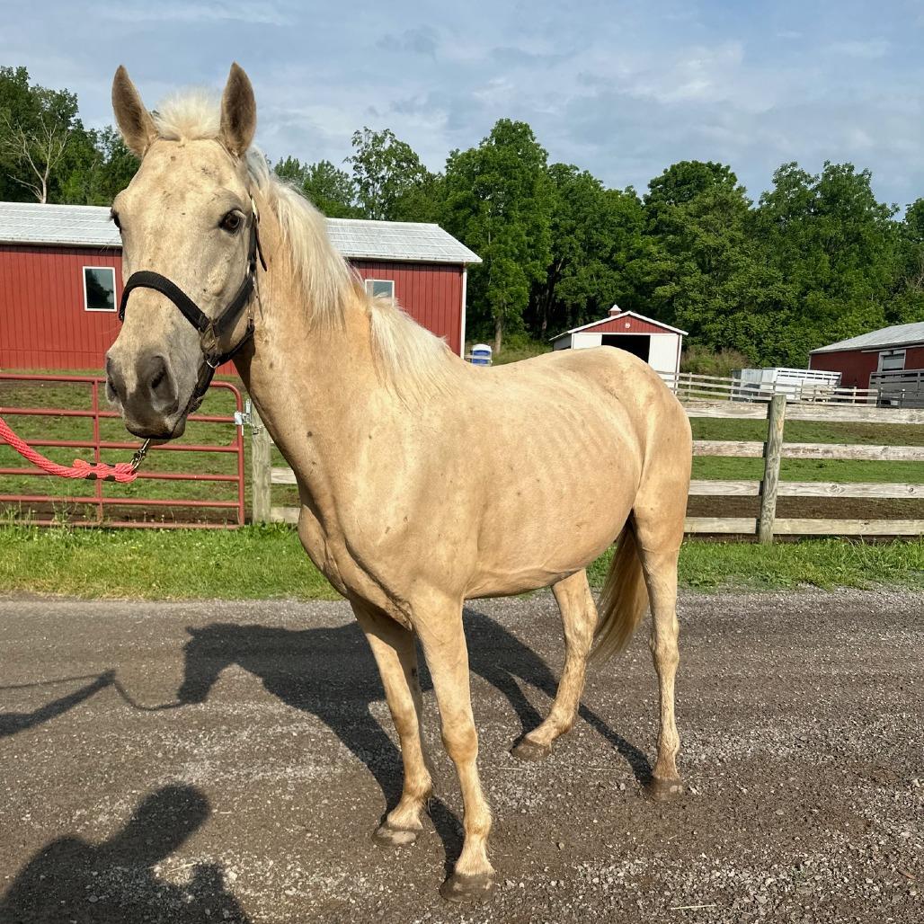 Enlarge Pom Pom, a Adoptable Grade in Fairport, NY image 3/6