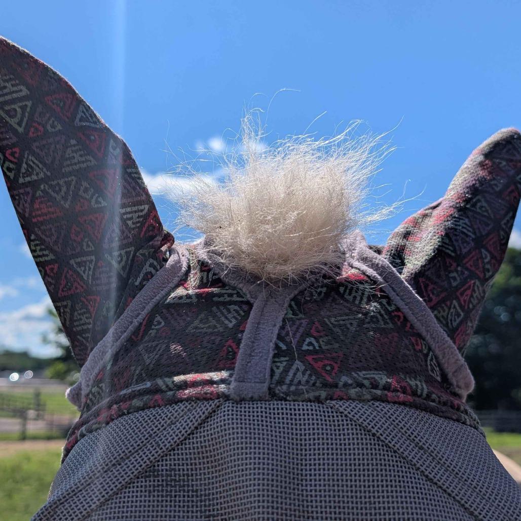 Enlarge Pom Pom, a Adoptable Grade in Fairport, NY image 5/6