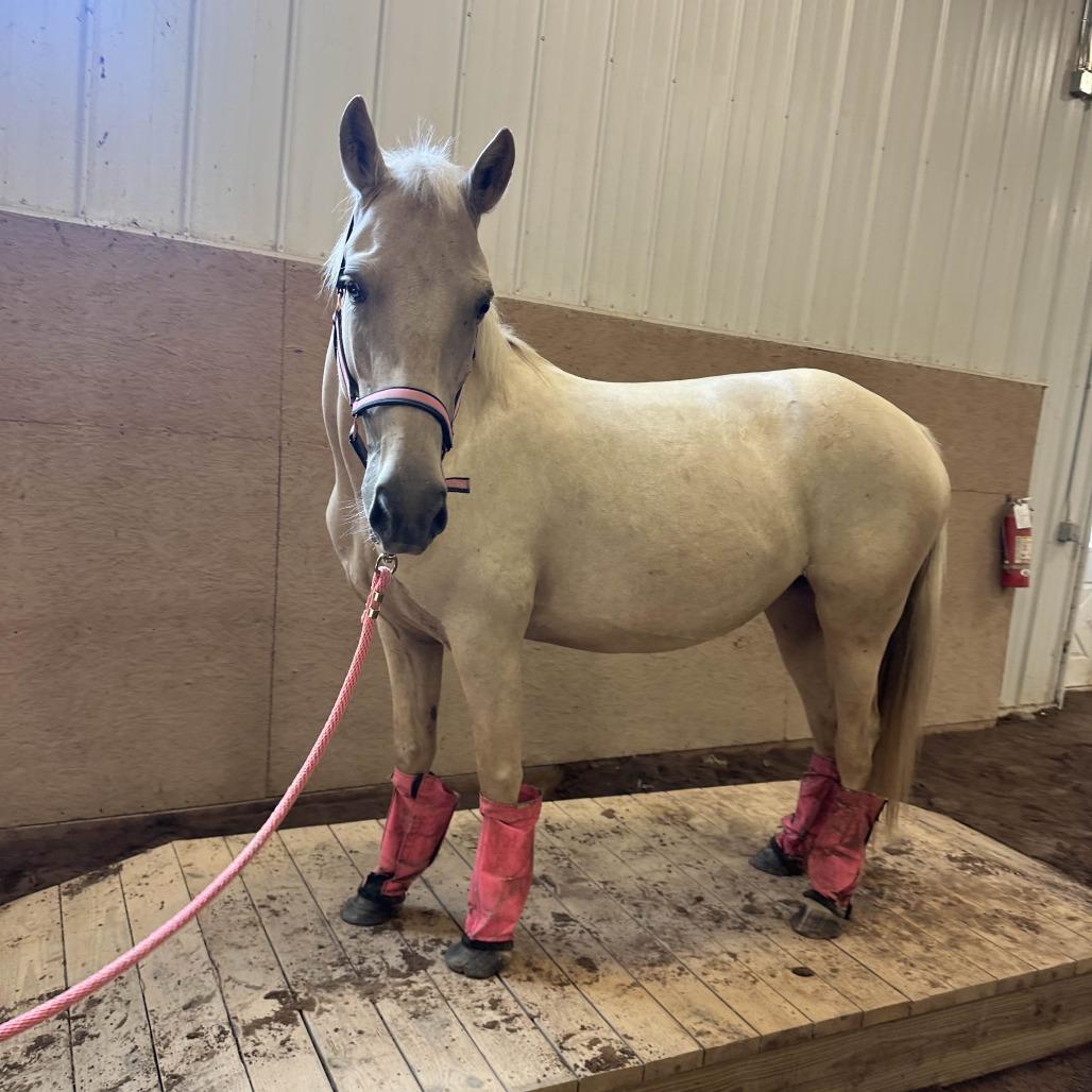 Enlarge Pom Pom, a Adoptable Grade in Fairport, NY image 6/6