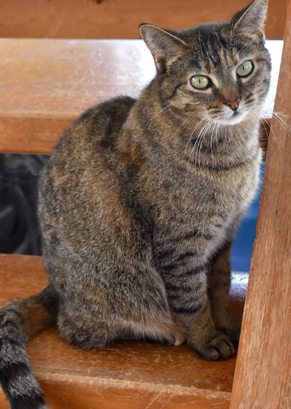 Enlarge Kit kat, a Adoptable mixed breed in Iroquois, IL image 2/6