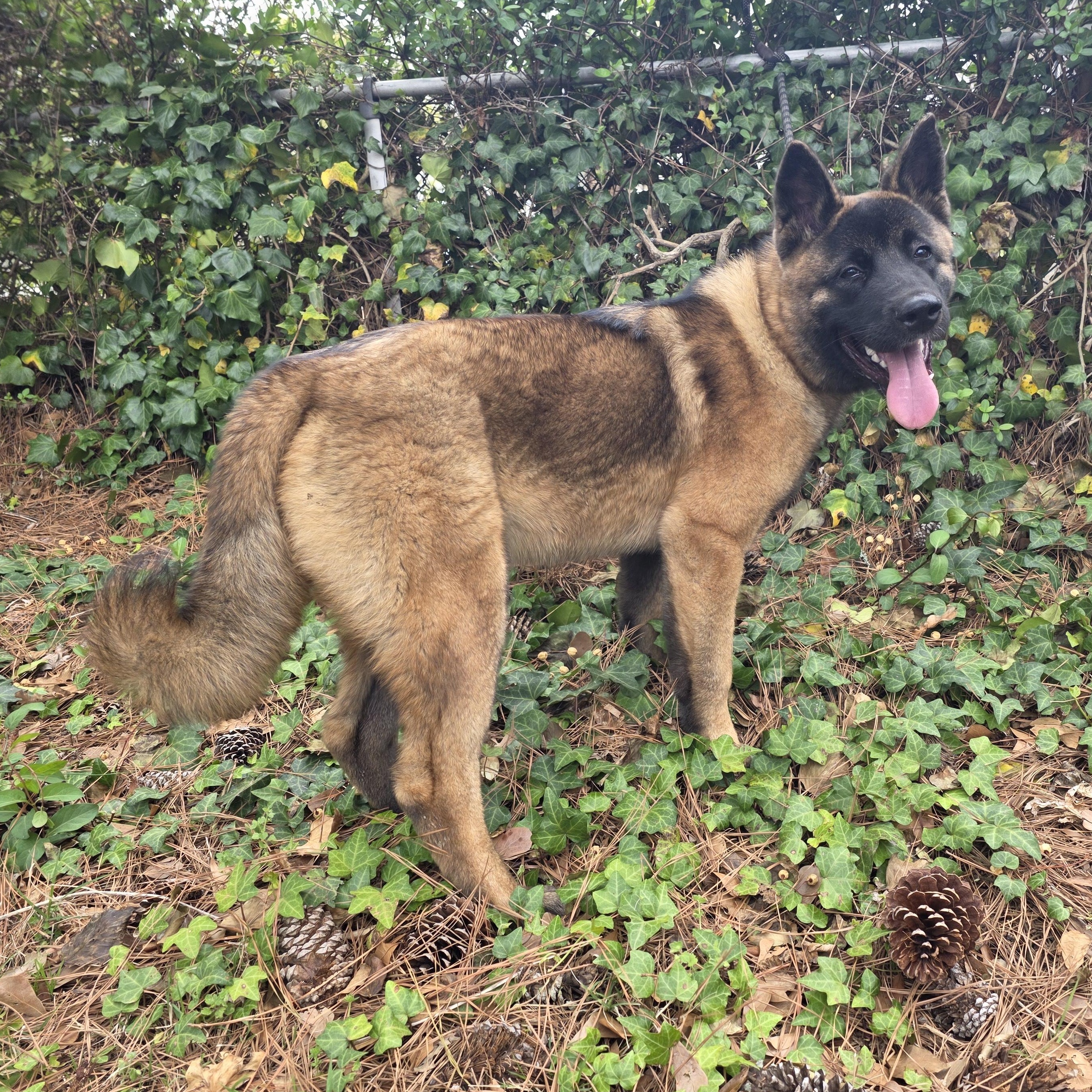 Enlarge Sitka, a ADOPTABLE Akita in Chesapeake, VA image 4/4