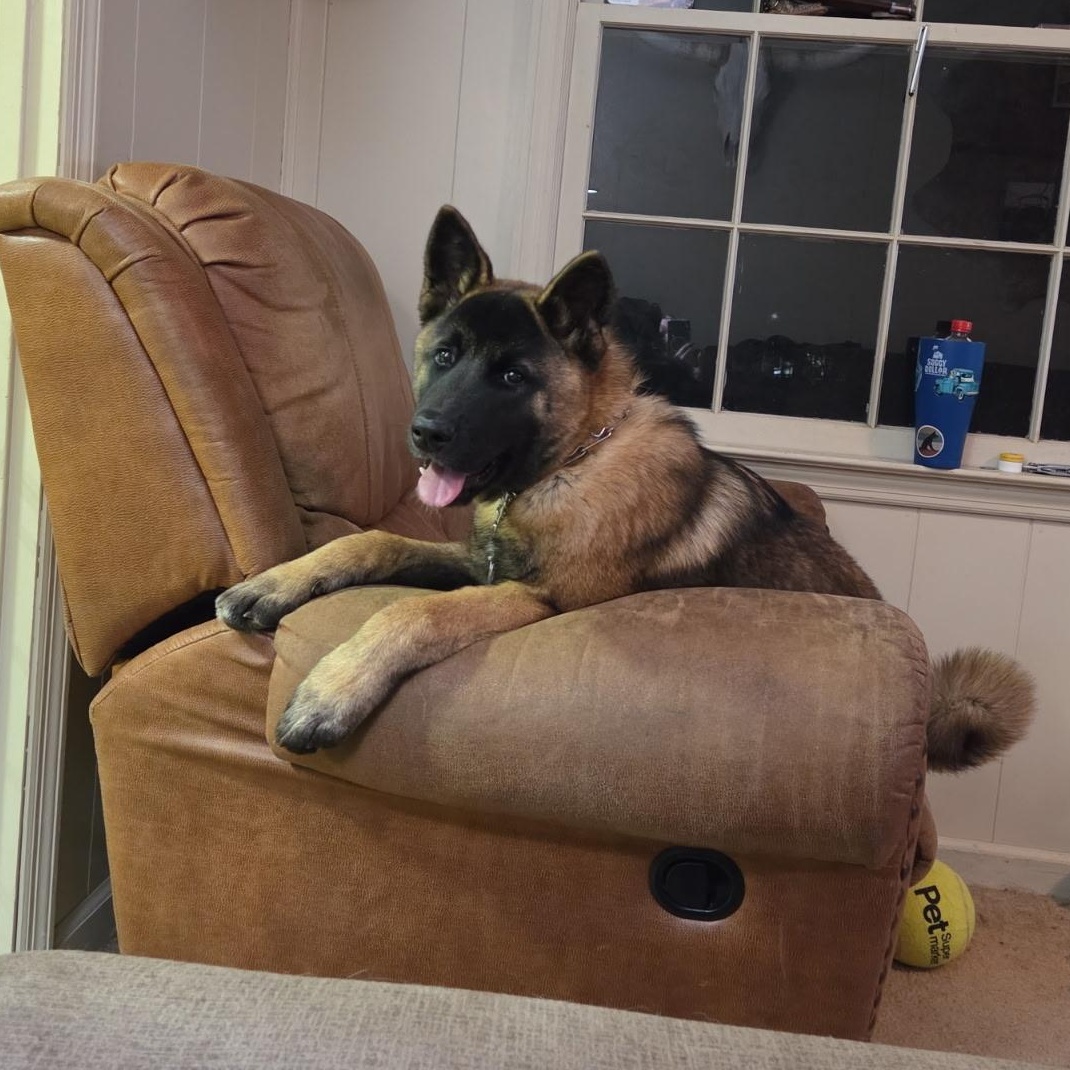 Enlarge Sitka, a ADOPTABLE Akita in Chesapeake, VA image 3/4