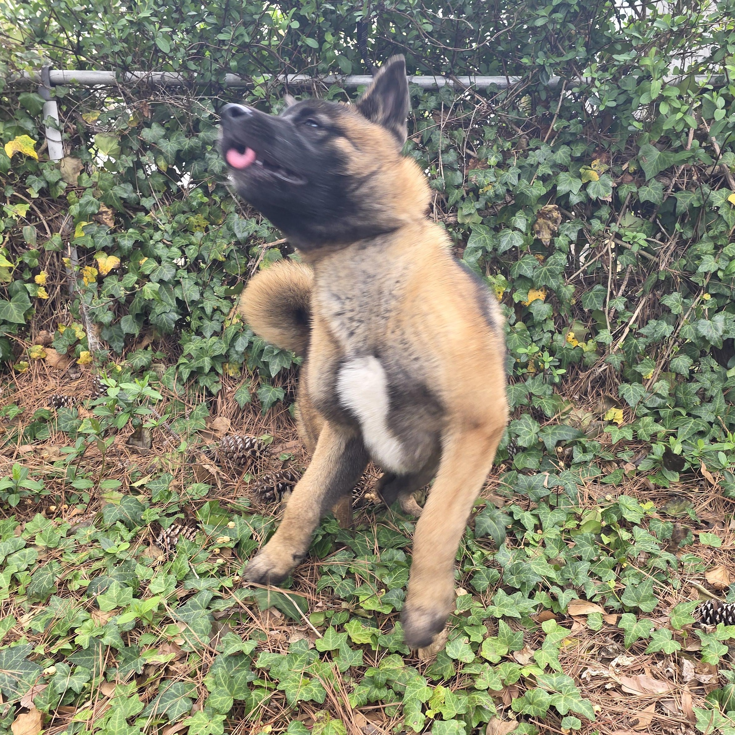 Enlarge Sitka, a ADOPTABLE Akita in Chesapeake, VA image 2/4