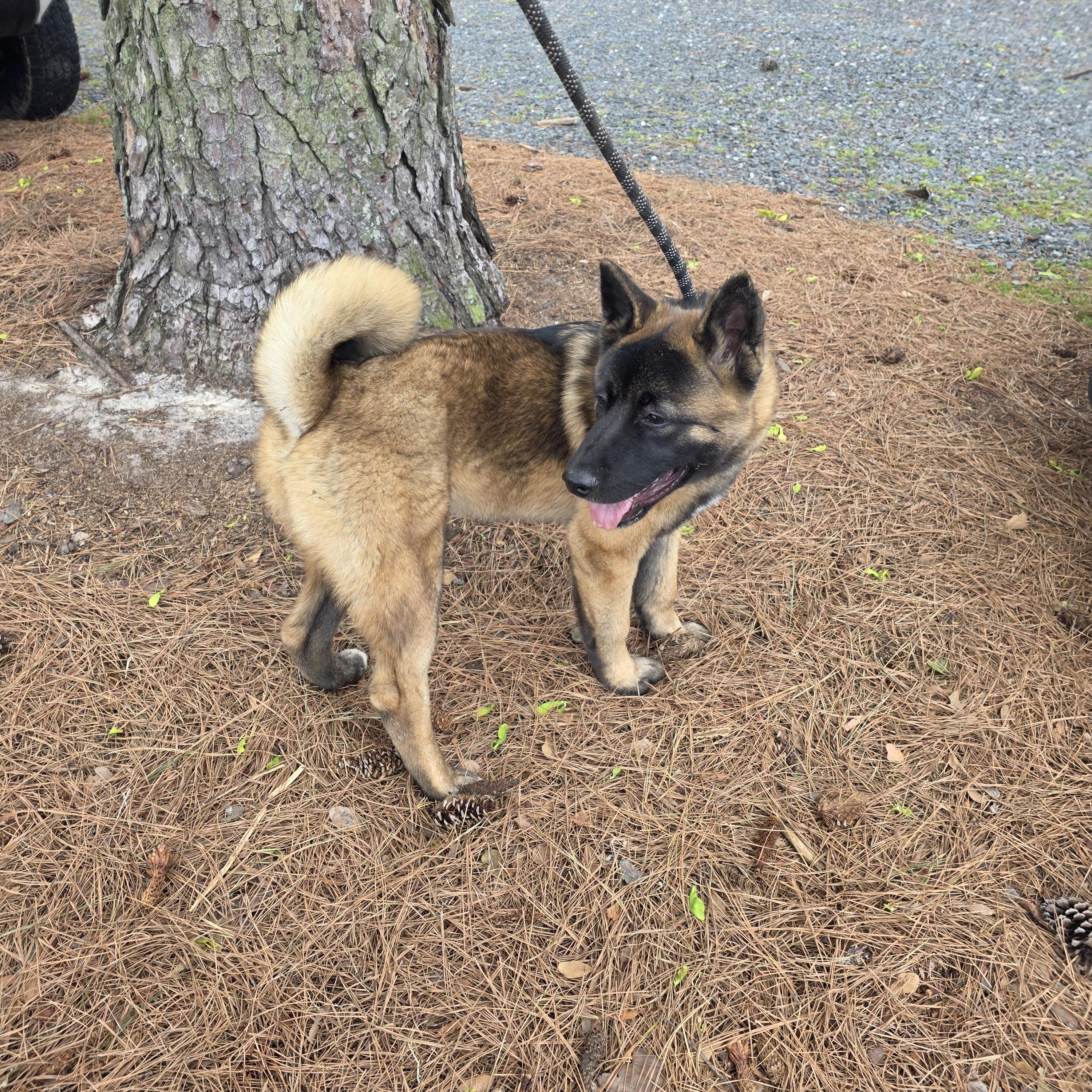 Enlarge Sitka, a ADOPTABLE Akita in Chesapeake, VA image 1/4