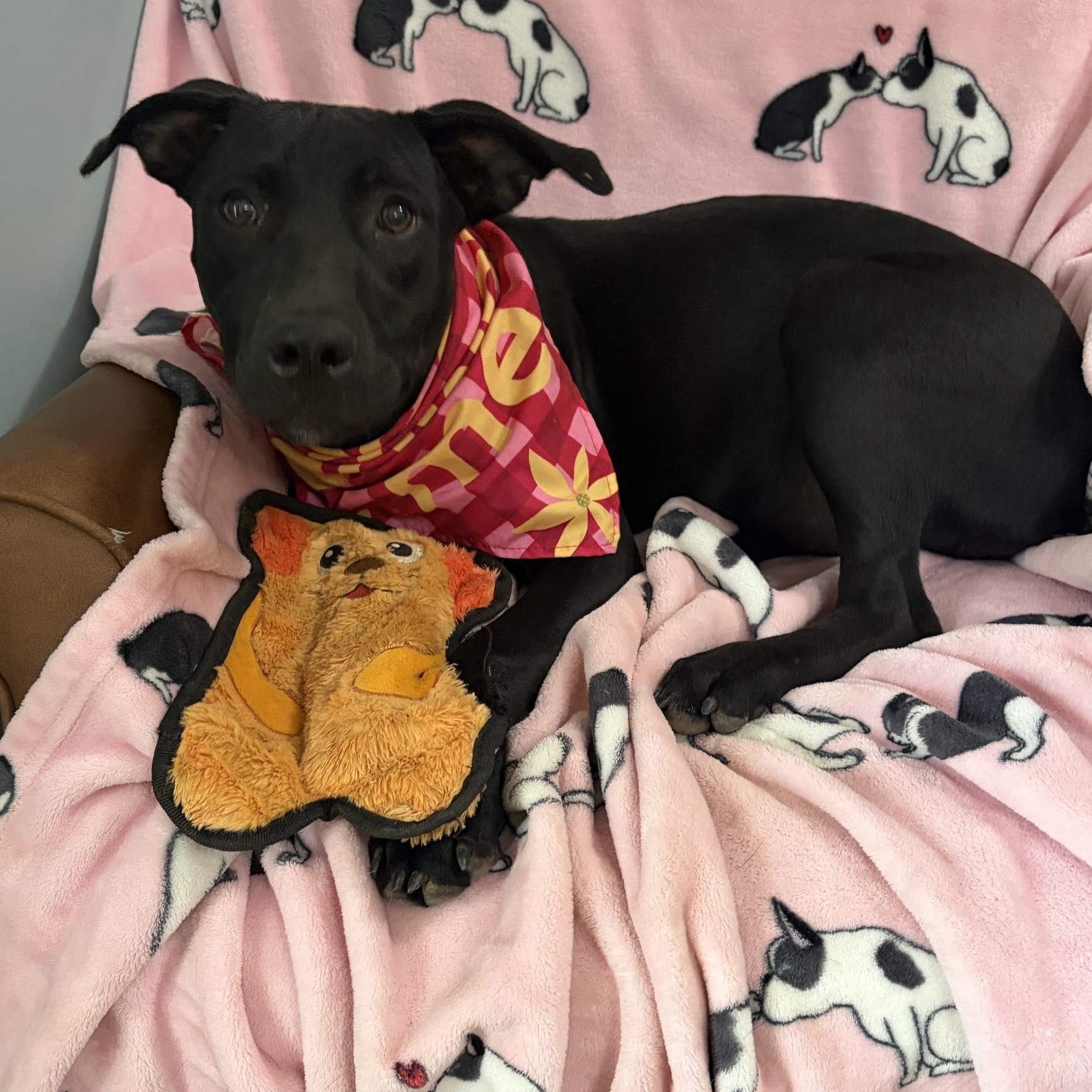 Enlarge Hazel Pot, a Adoptable mixed breed in Woburn, MA image 3/5