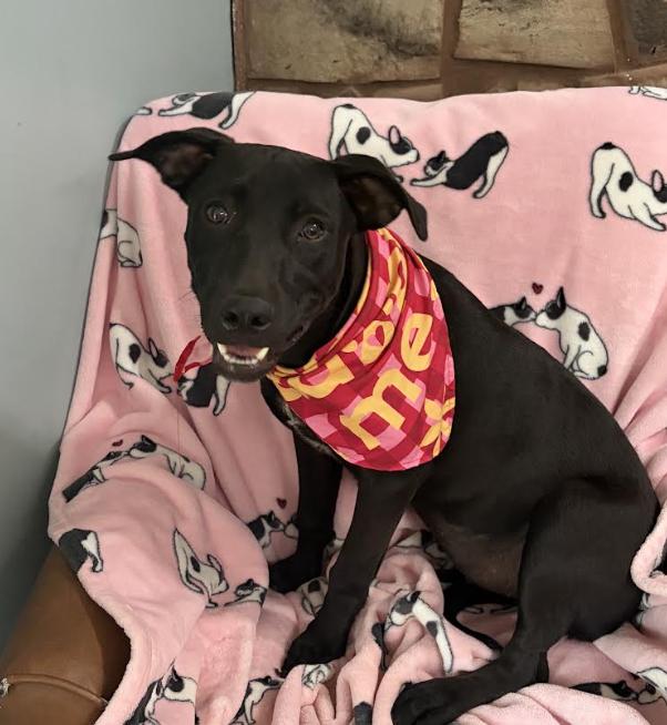 Enlarge Hazel Pot, a Adoptable mixed breed in Woburn, MA image 1/5