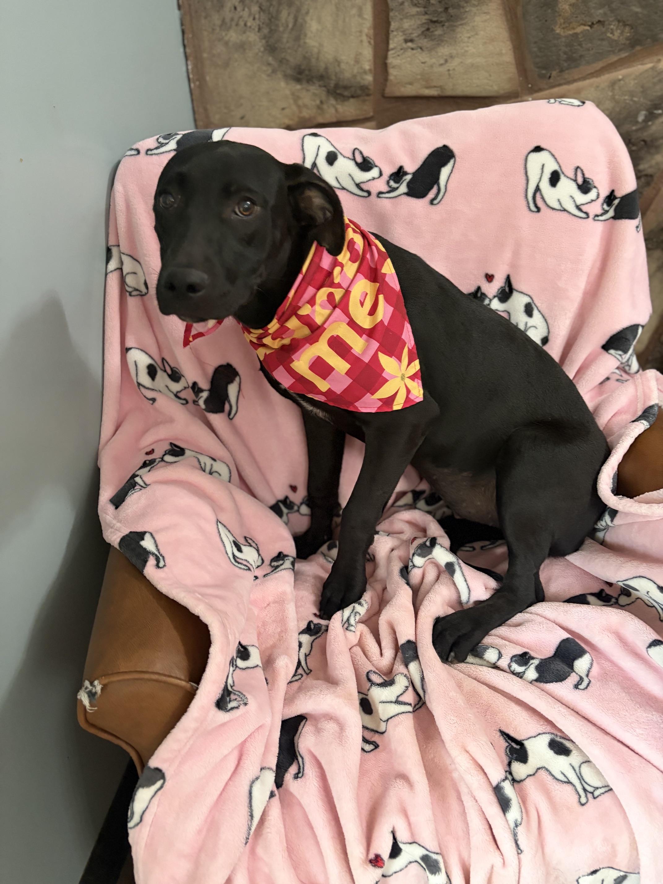 Enlarge Hazel Pot, a Adoptable mixed breed in Woburn, MA image 4/5
