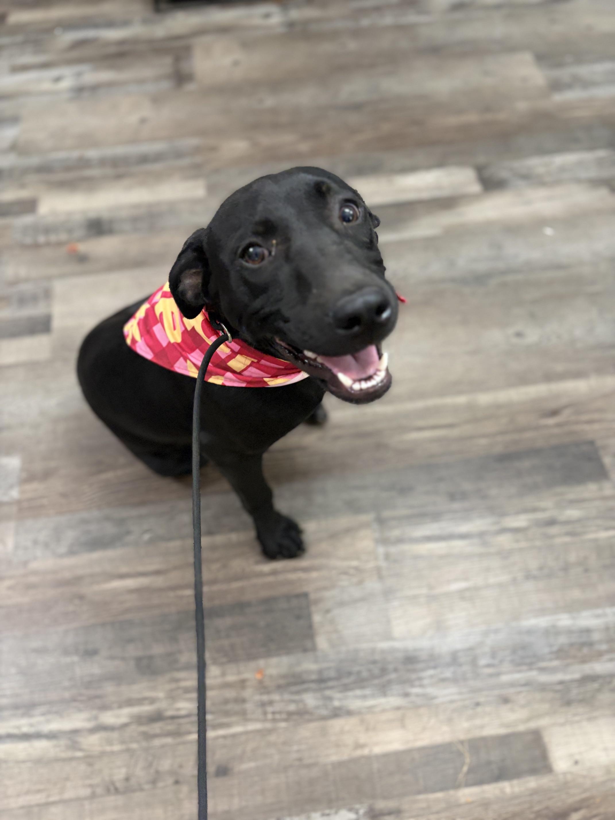 Enlarge Hazel Pot, a Adoptable mixed breed in Woburn, MA image 5/5