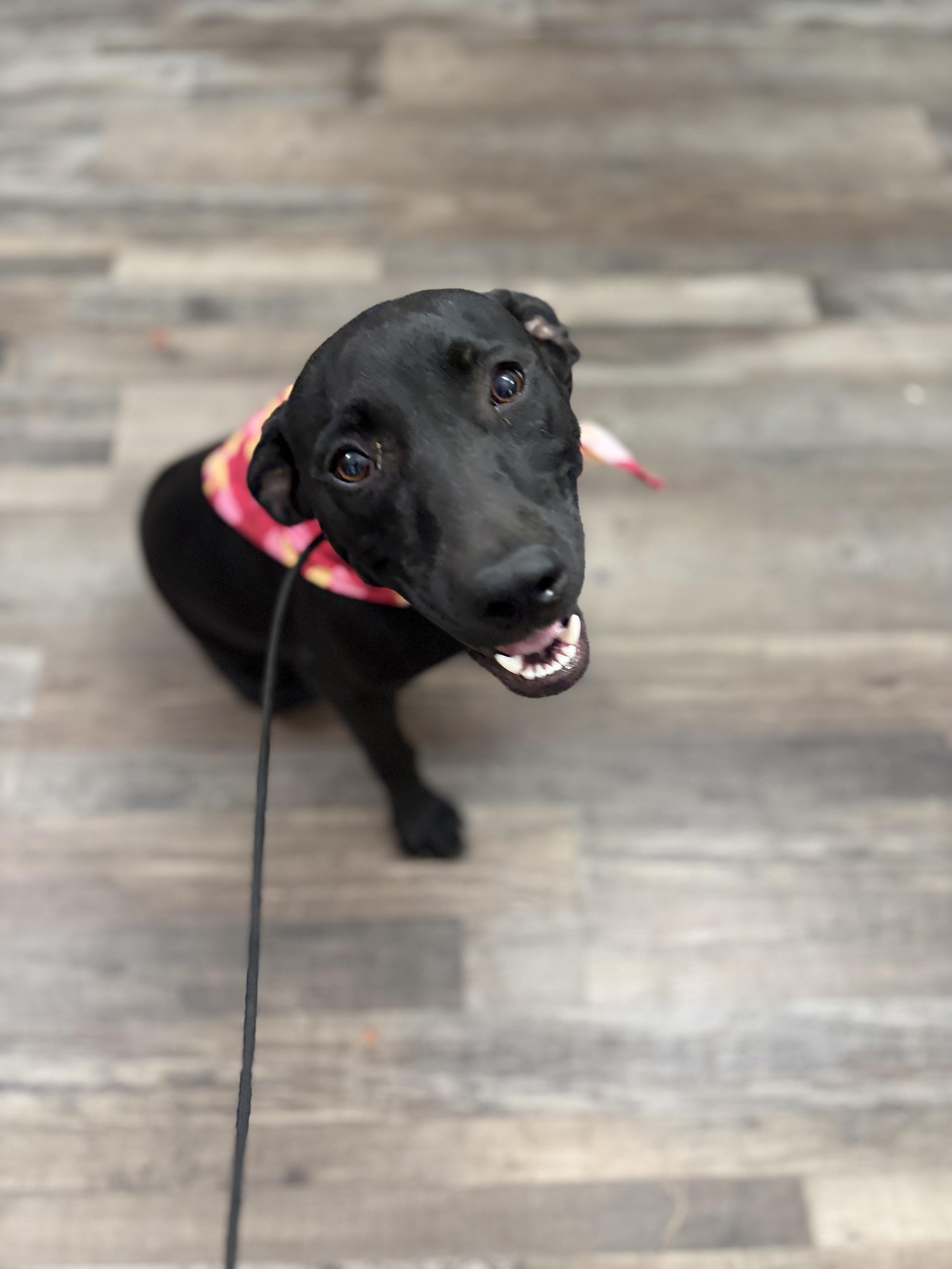 Enlarge Hazel Pot, a Adoptable mixed breed in Woburn, MA image 2/5