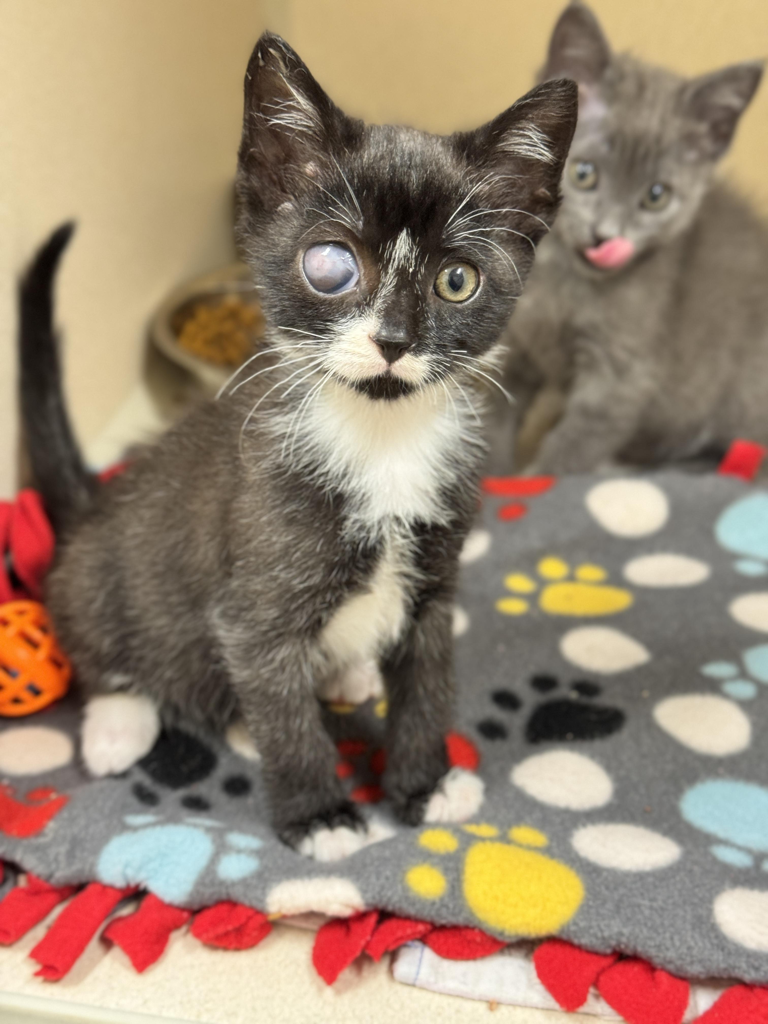 Captain Jack Sparrow, an adoptable Domestic Short Hair in Hackensack, MN, 56452 | Photo Image 2