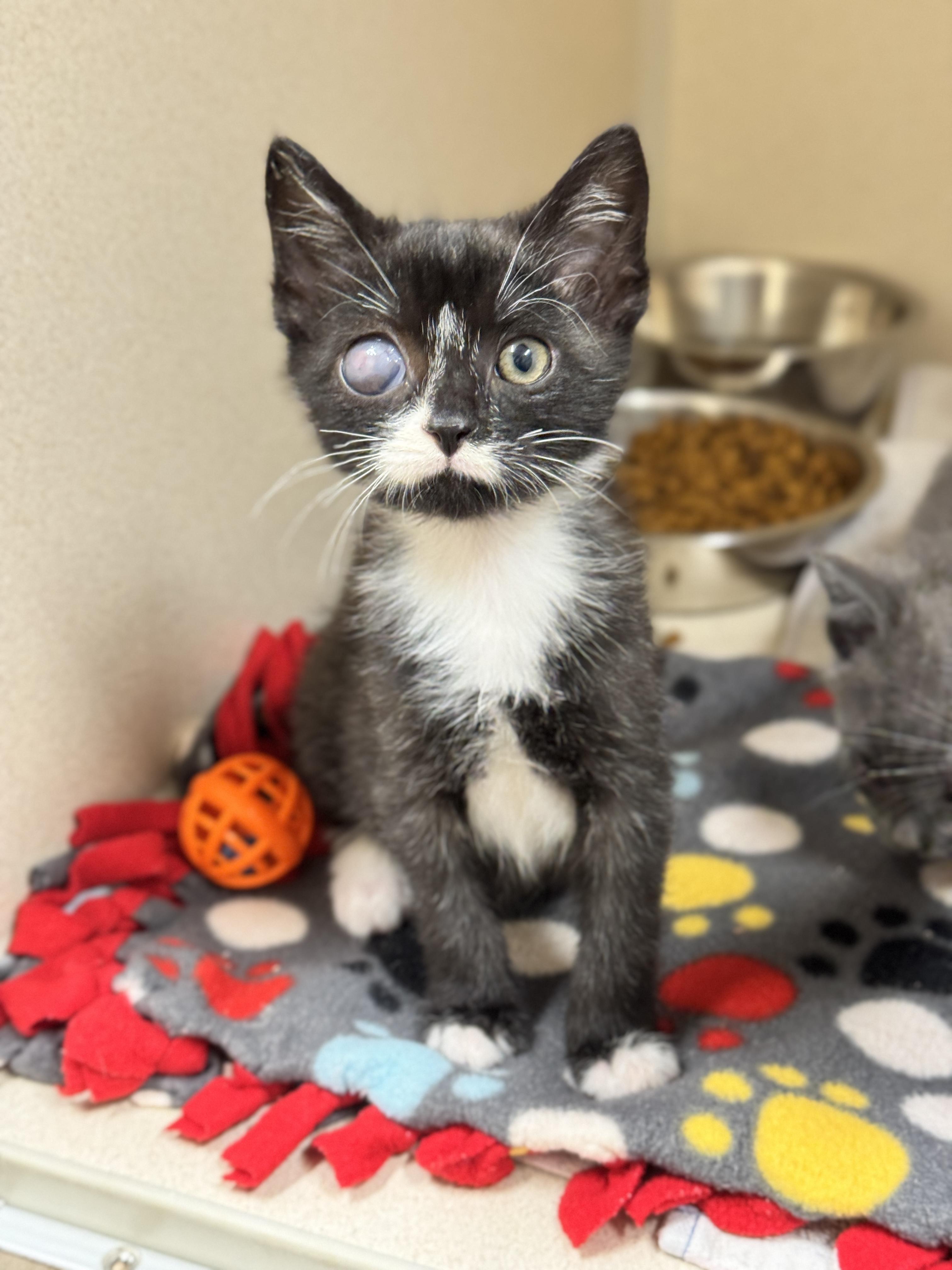 Captain Jack Sparrow, an adoptable Domestic Short Hair in Hackensack, MN, 56452 | Photo Image 1