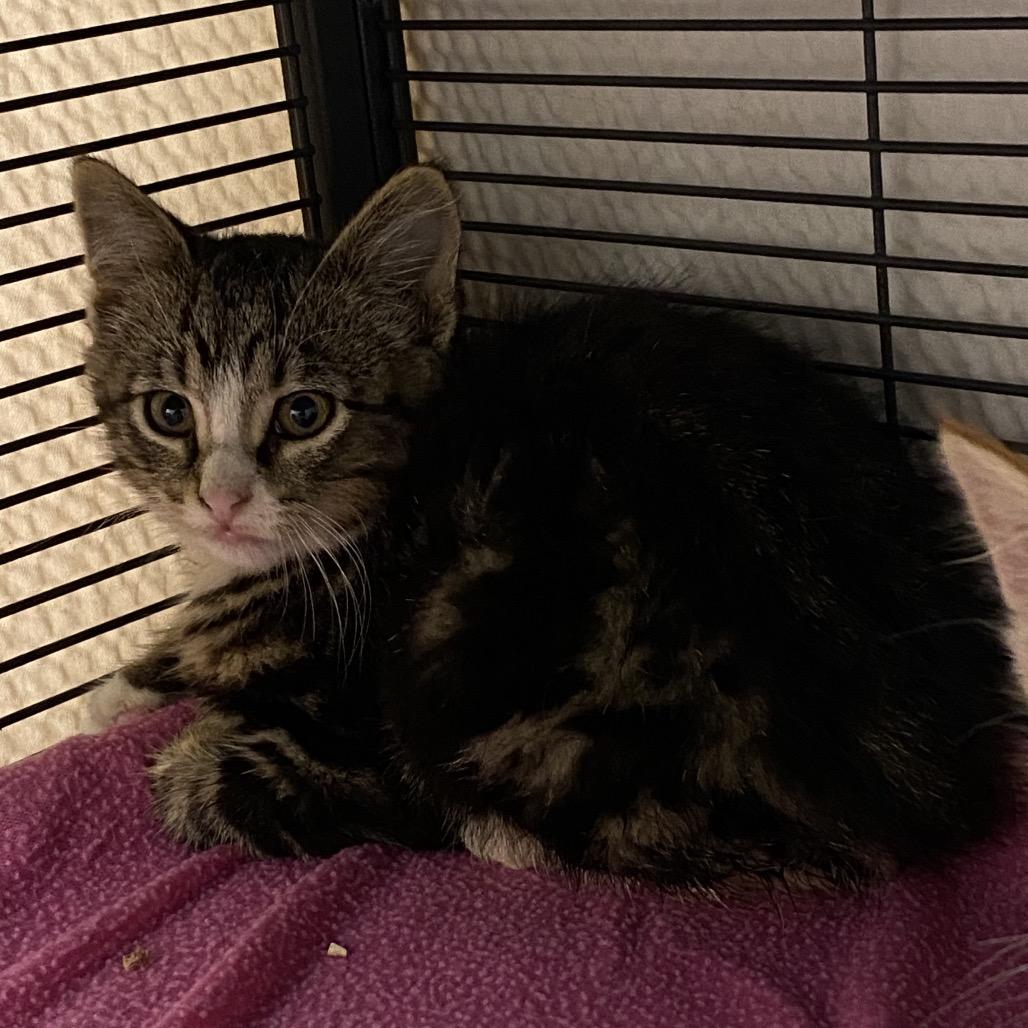 Wayne, a Adoptable Domestic Short Hair in Norfolk, NE image 1/2