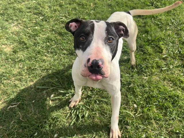 TANK, Adoptable, Adult Male American Staffordshire Terrier & Bull Terrier.