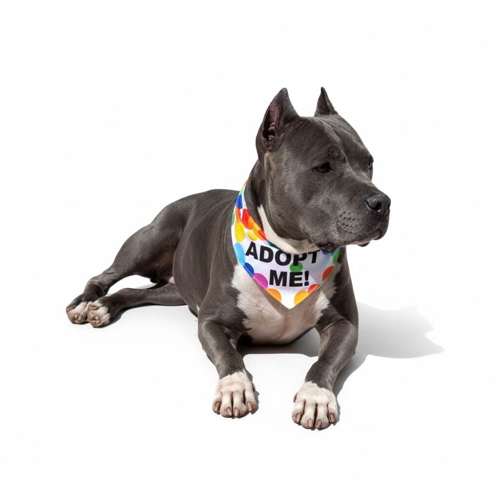 Enlarge Daisy- ADOPT Me!!, a ADOPTABLE mixed breed in Redondo Beach, CA image 2/3