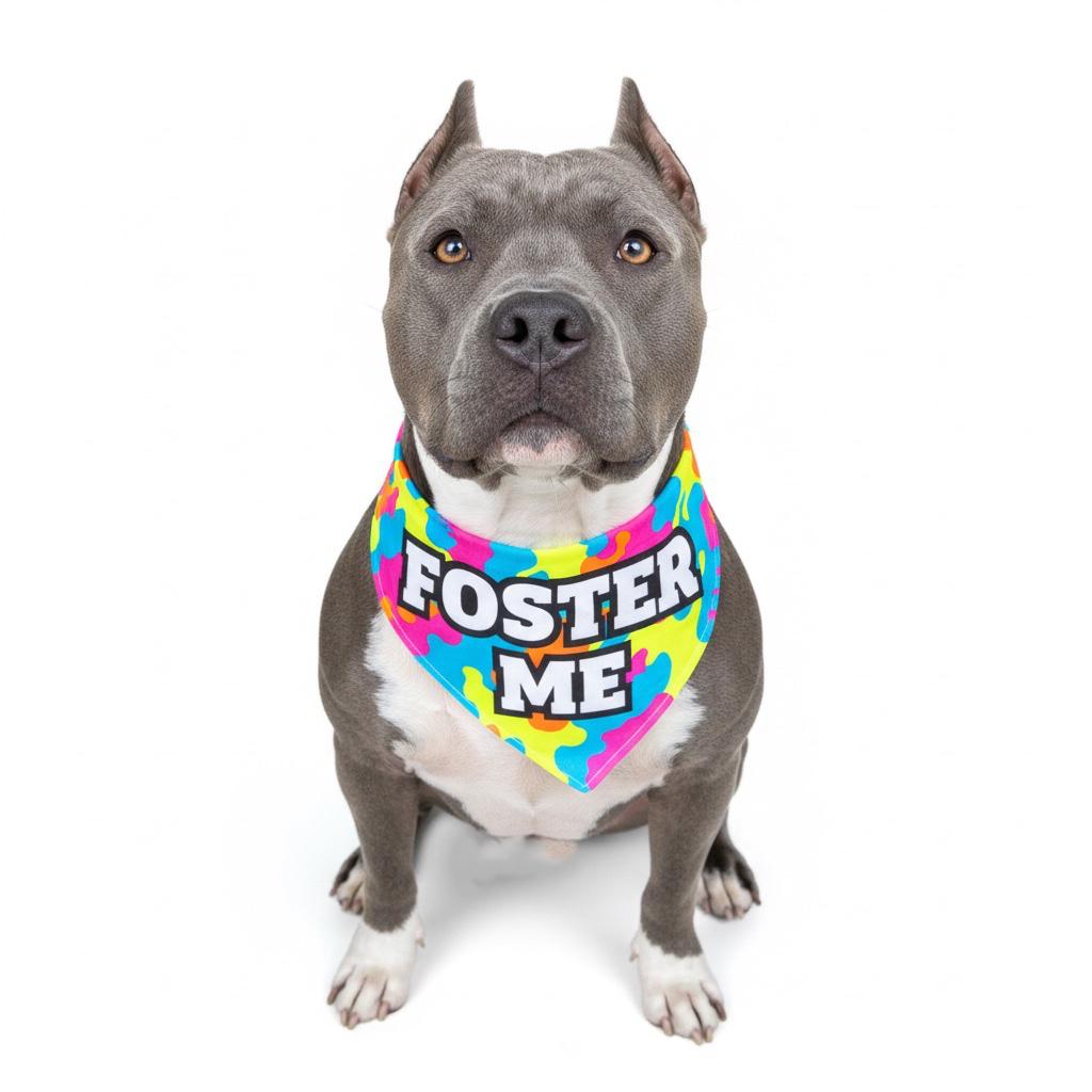 Daisy- ADOPT Me!!, ADOPTABLE, Senior Female American Bully.