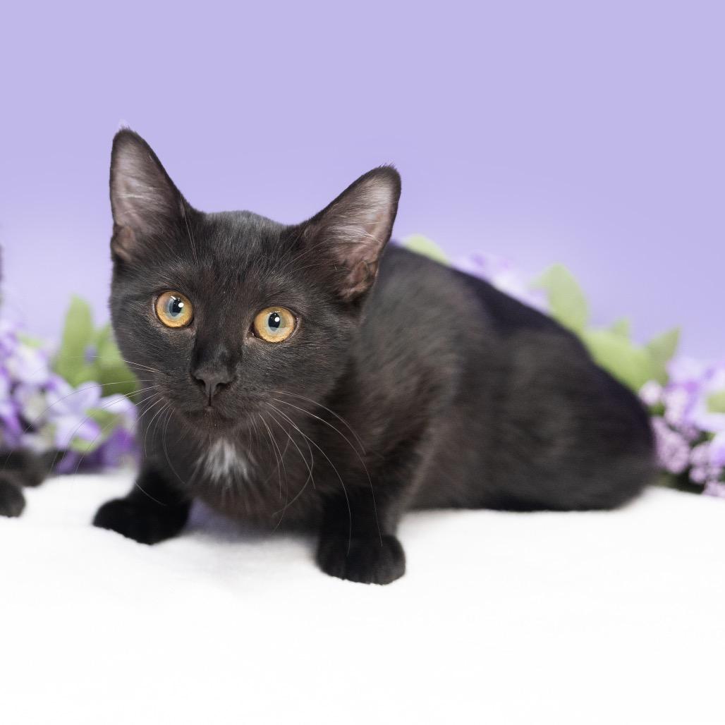 Honey Bee, Adoptable, Young Female Domestic Short Hair.