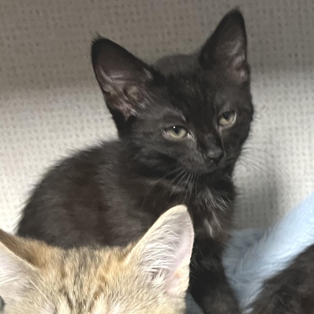 Enlarge Honey Bee, a Adoptable Domestic Short Hair in Durham, NC image 2/6