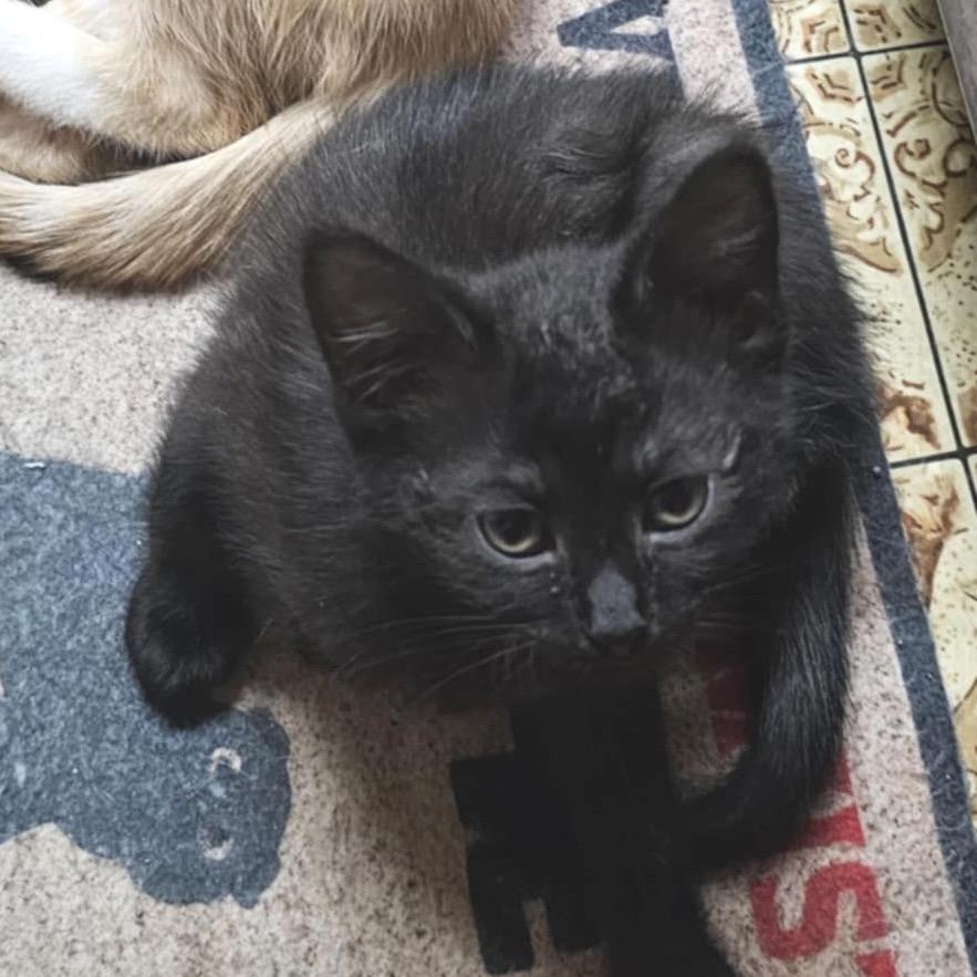 Enlarge Honey Bee, a Adoptable Domestic Short Hair in Durham, NC image 3/6