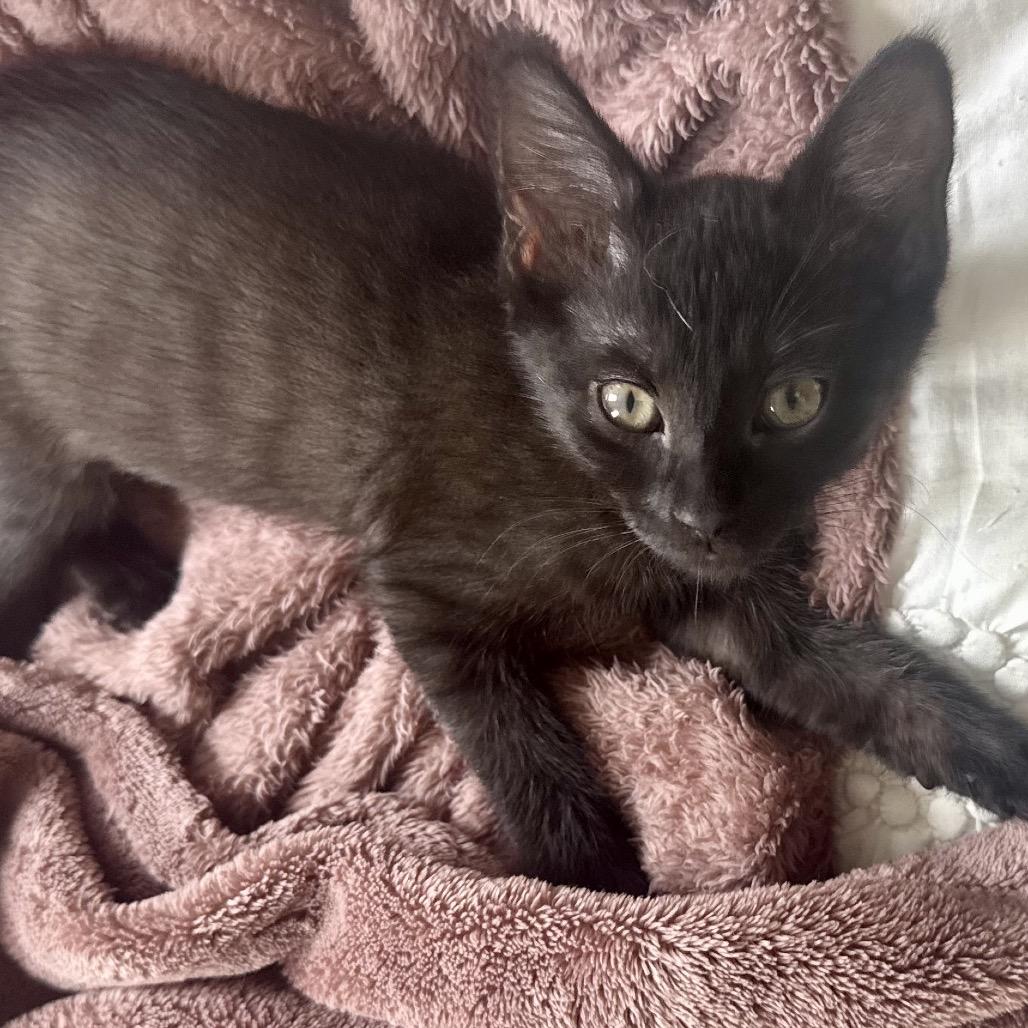 Enlarge Honey Bee, a Adoptable Domestic Short Hair in Durham, NC image 4/6