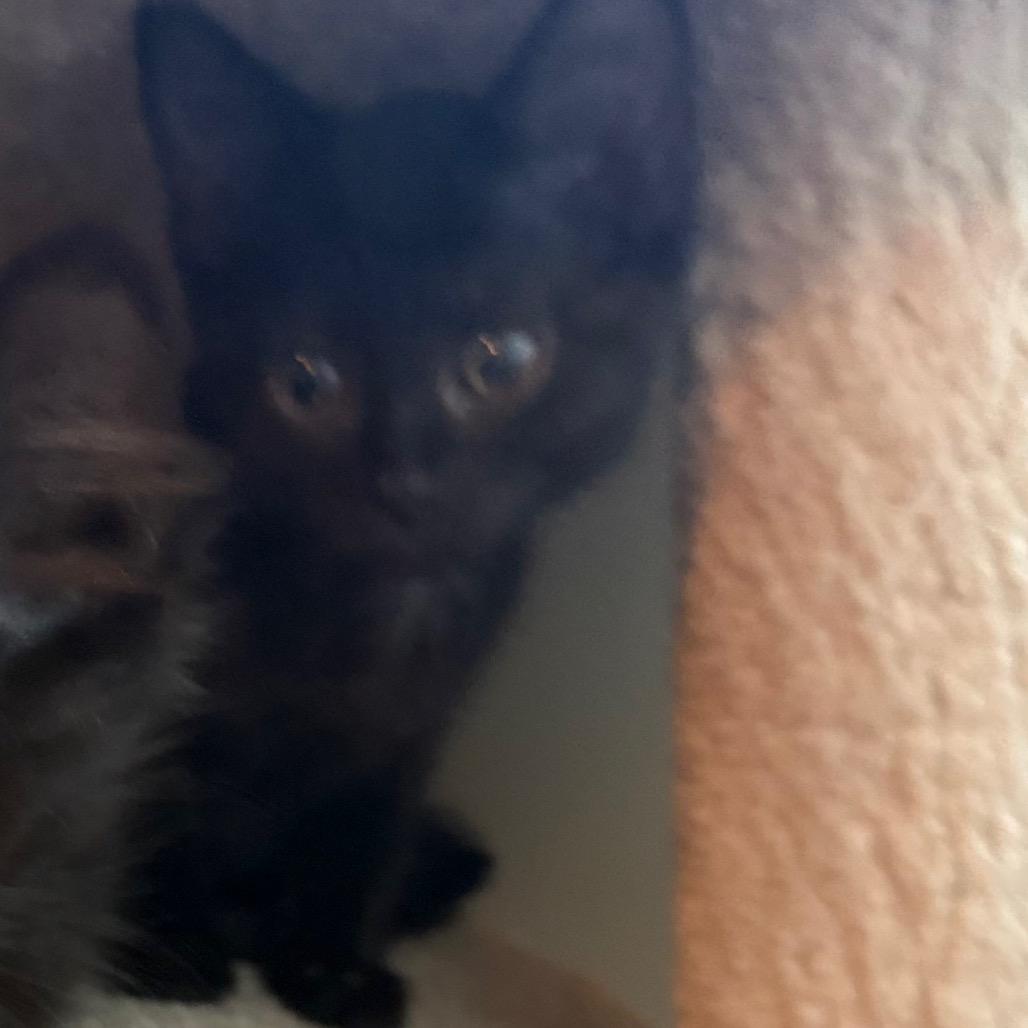 Enlarge Honey Bee, a Adoptable Domestic Short Hair in Durham, NC image 5/6