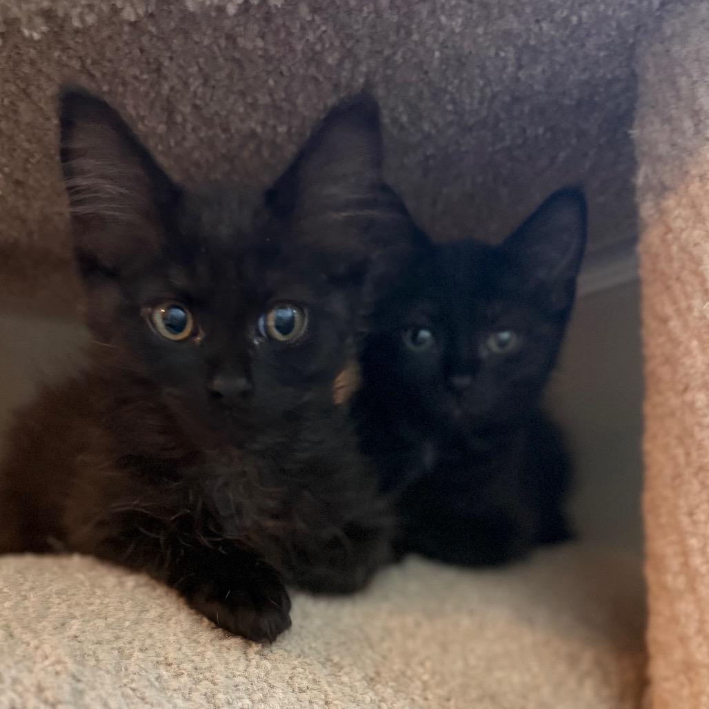 Enlarge Honey Bee, a Adoptable Domestic Short Hair in Durham, NC image 6/6